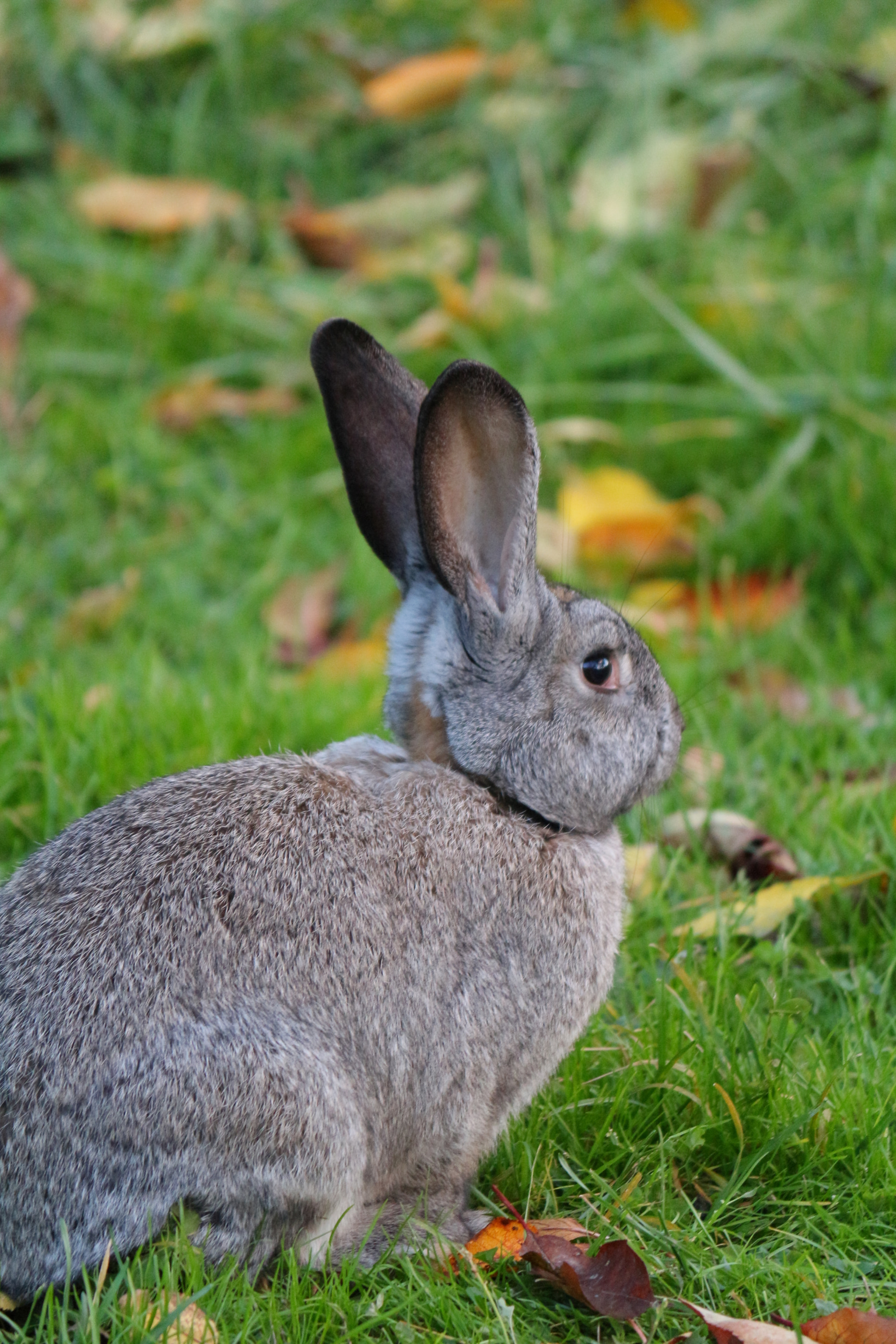 Canon EF-S 55-250mm F4-5.6 IS II sample photo. The cottontail rabbit photography