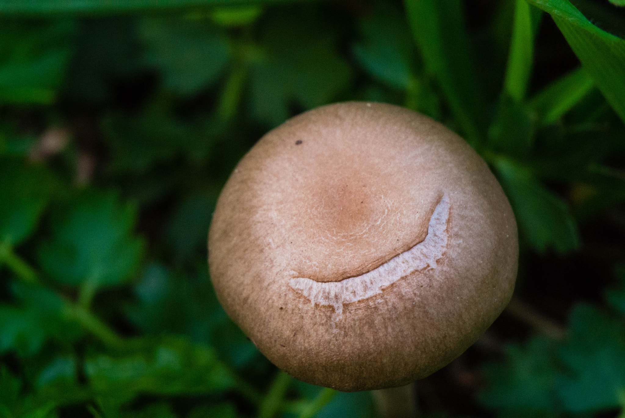 Nikon 1 V1 sample photo. Smiling mushroom photography