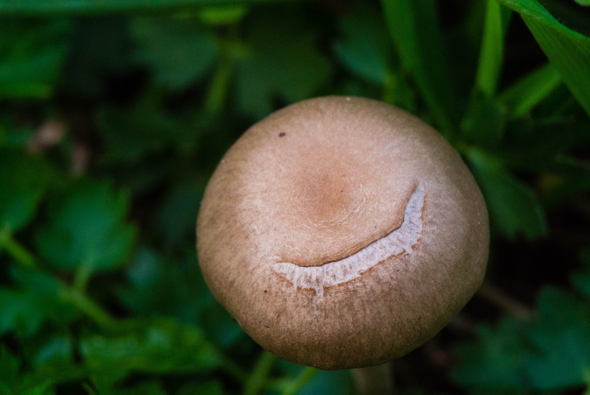 Nikon 1 Nikkor VR 30-110mm F3.8-5.6 sample photo. Smiling mushroom photography