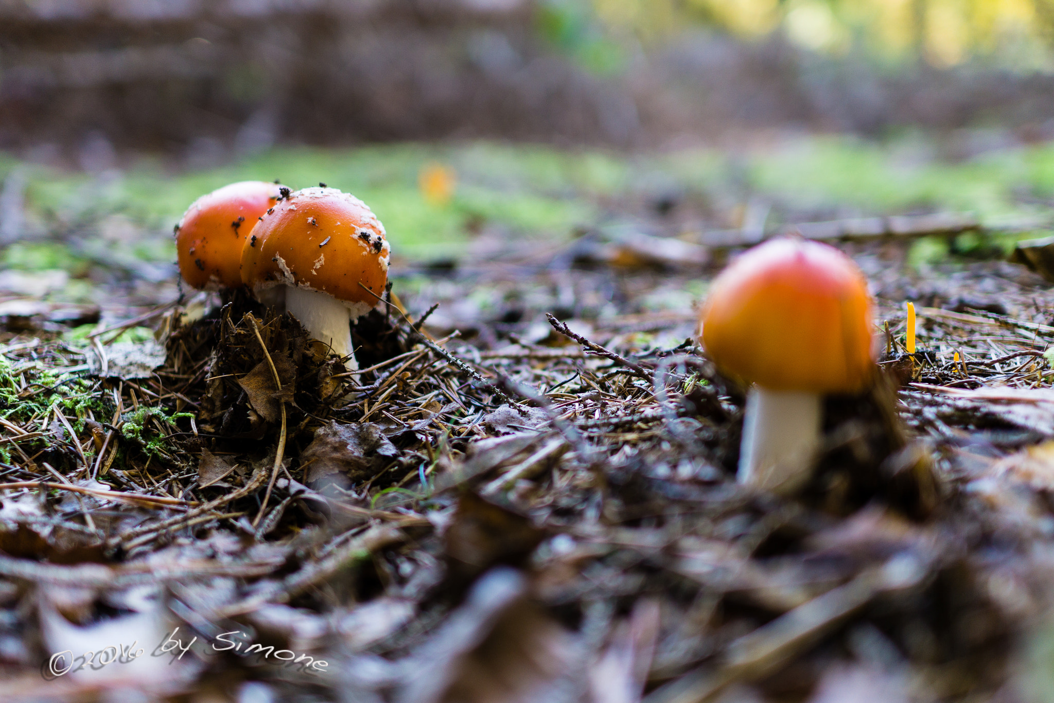 Sony Sonnar T* E 24mm F1.8 ZA sample photo. Fliegenpilz photography