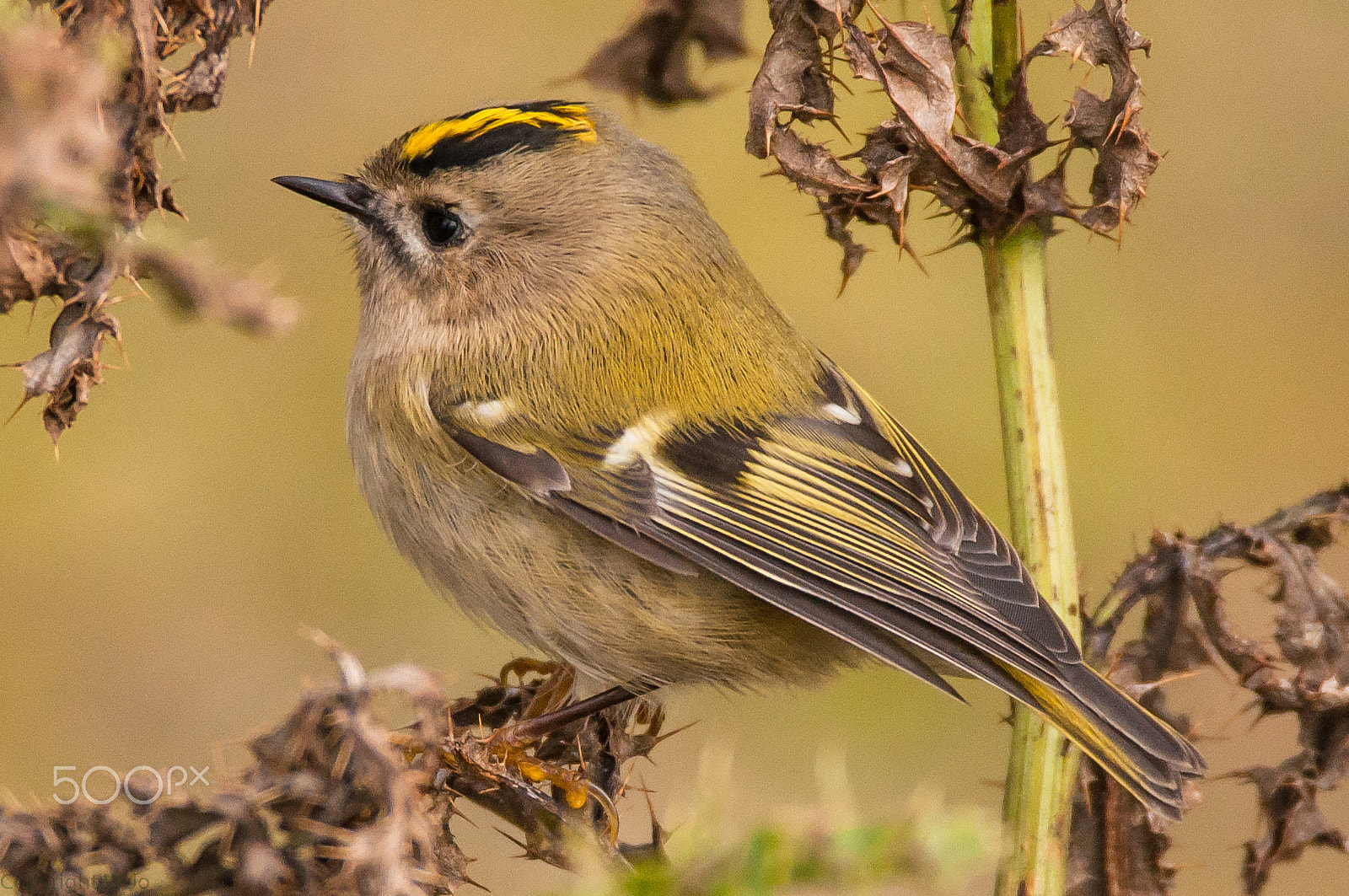 Sigma 150-600mm F5-6.3 DG OS HSM | C sample photo. Goldcrest / goudhaan photography