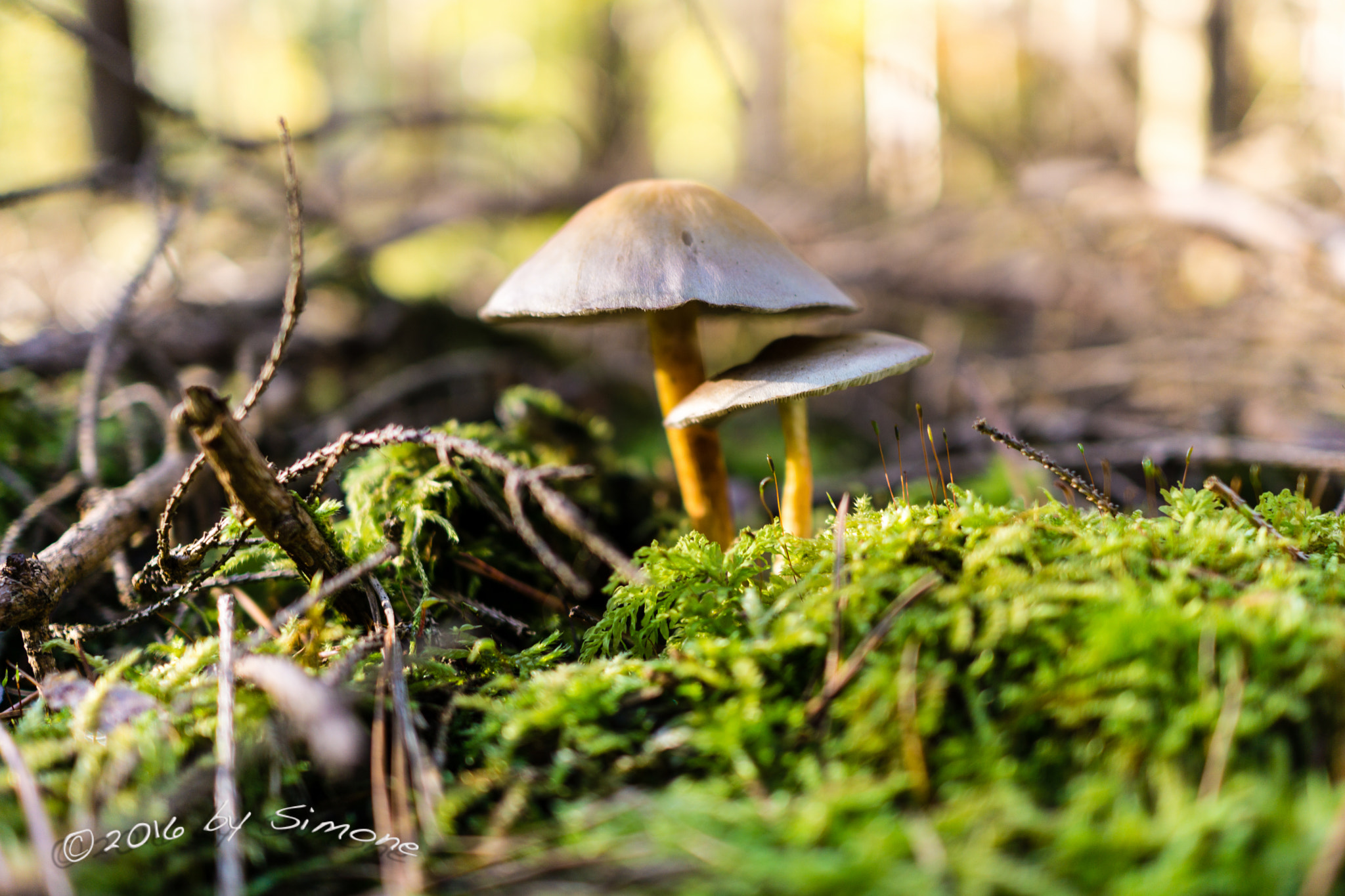 Sony Sonnar T* E 24mm F1.8 ZA sample photo. Pilz photography