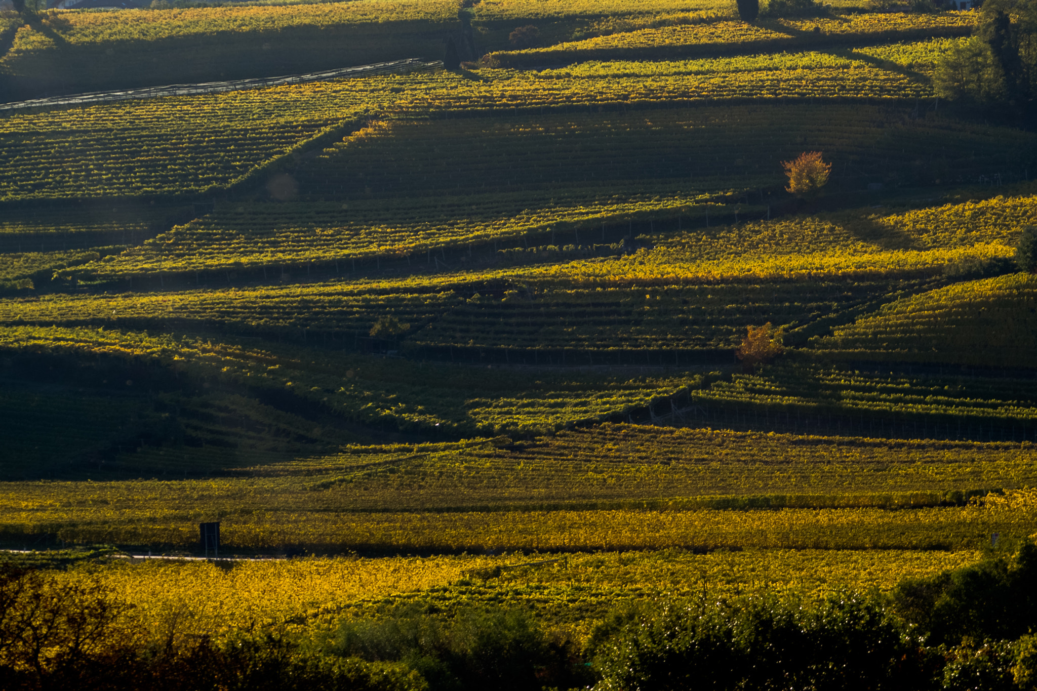 Olympus OM-D E-M10 II sample photo. Yellow landscape photography