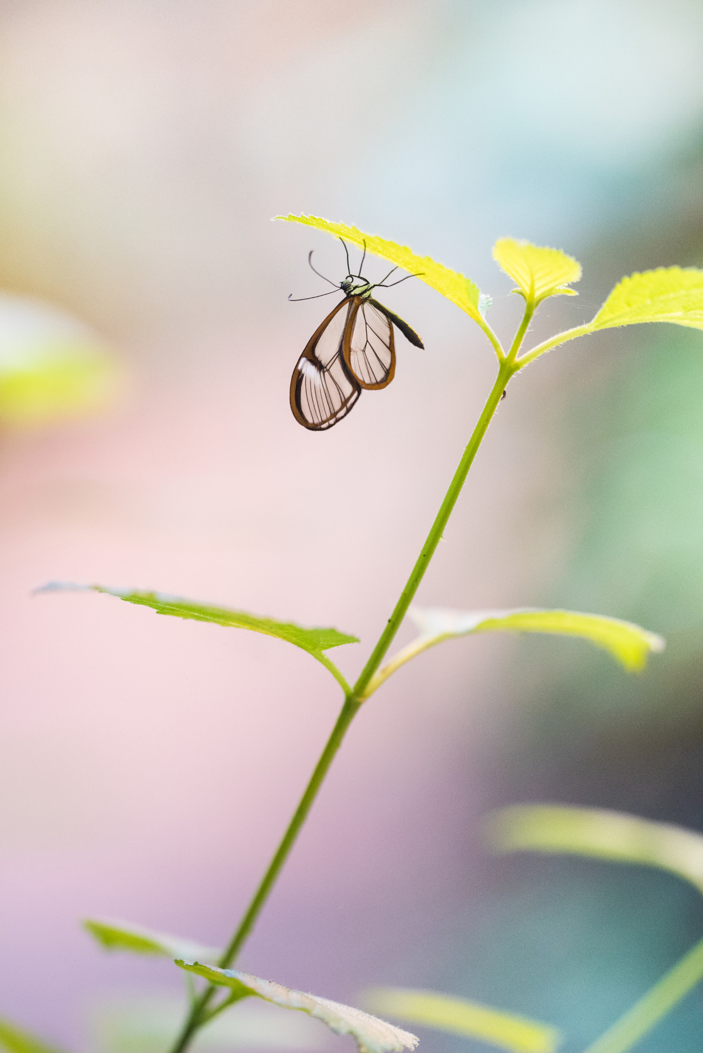 Sigma 150mm F2.8 EX DG OS Macro HSM sample photo. Greta oto photography