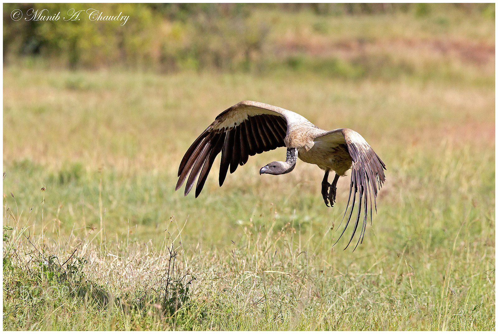 Canon EF 300mm F2.8L IS USM sample photo. The landing scavenger! photography