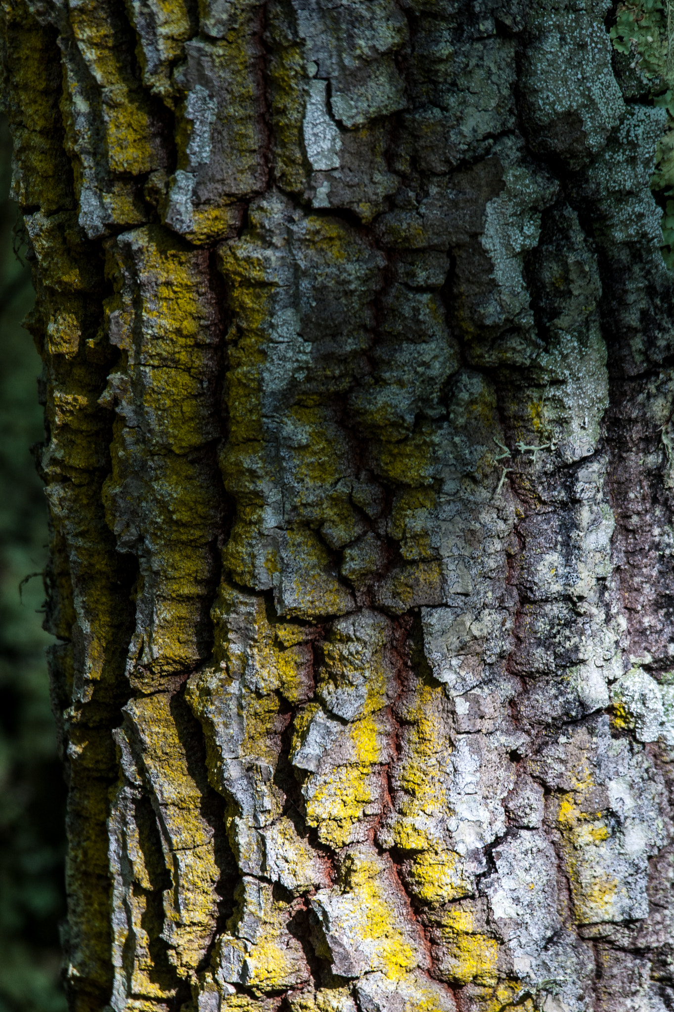 Sigma 120-400mm F4.5-5.6 DG OS HSM sample photo. Old bark photography