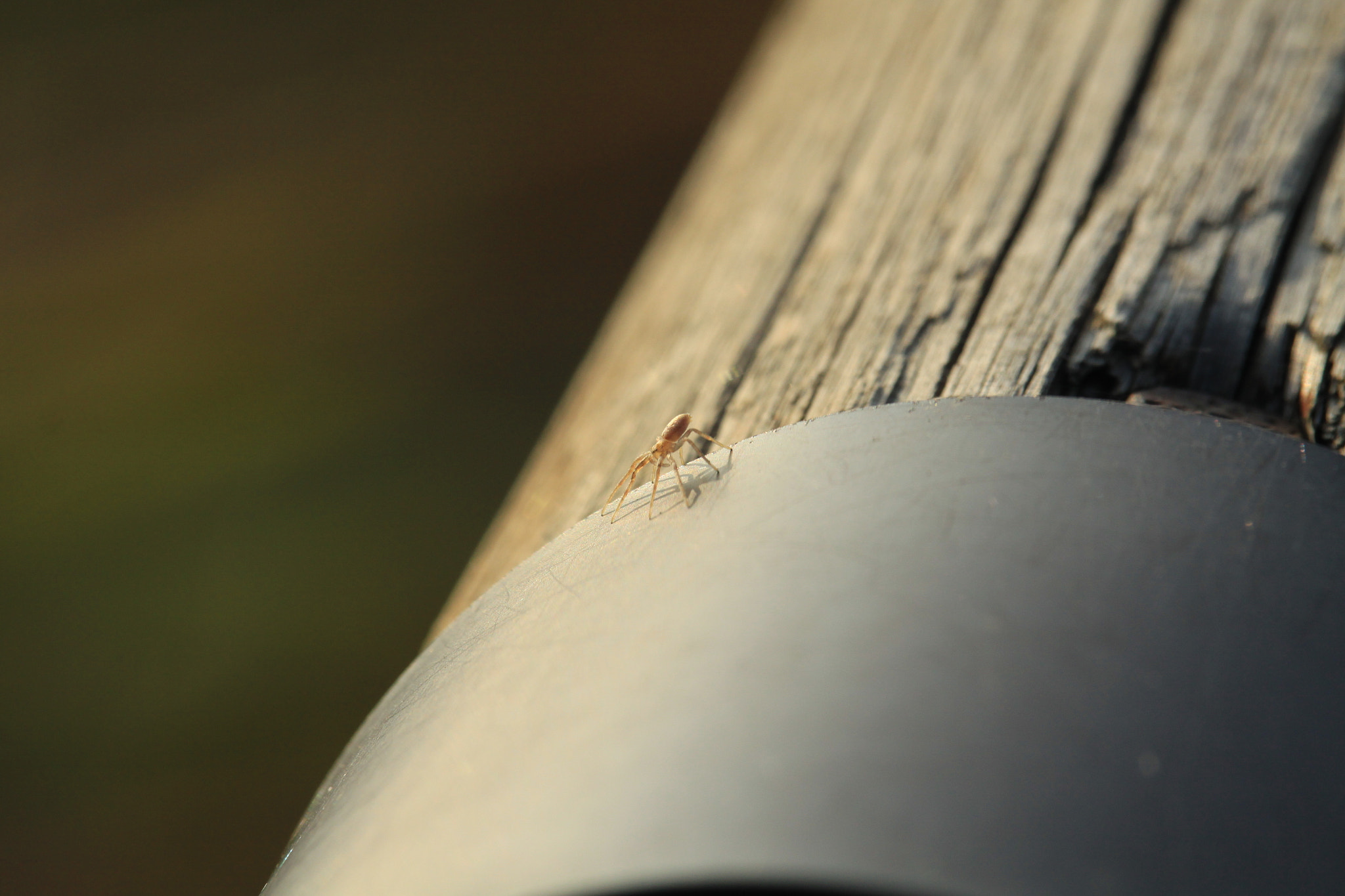 Canon EF-S 55-250mm F4-5.6 IS STM sample photo