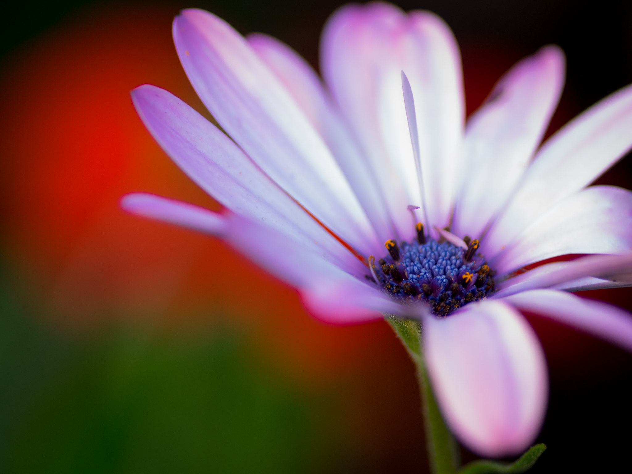 Pentax smc D-FA 100mm F2.8 Macro WR sample photo. 43 photography