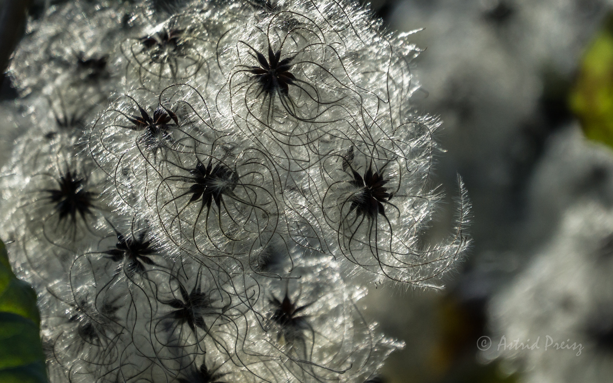 Sony FE 70-300mm F4.5-5.6 G OSS sample photo. Silvery fluff photography