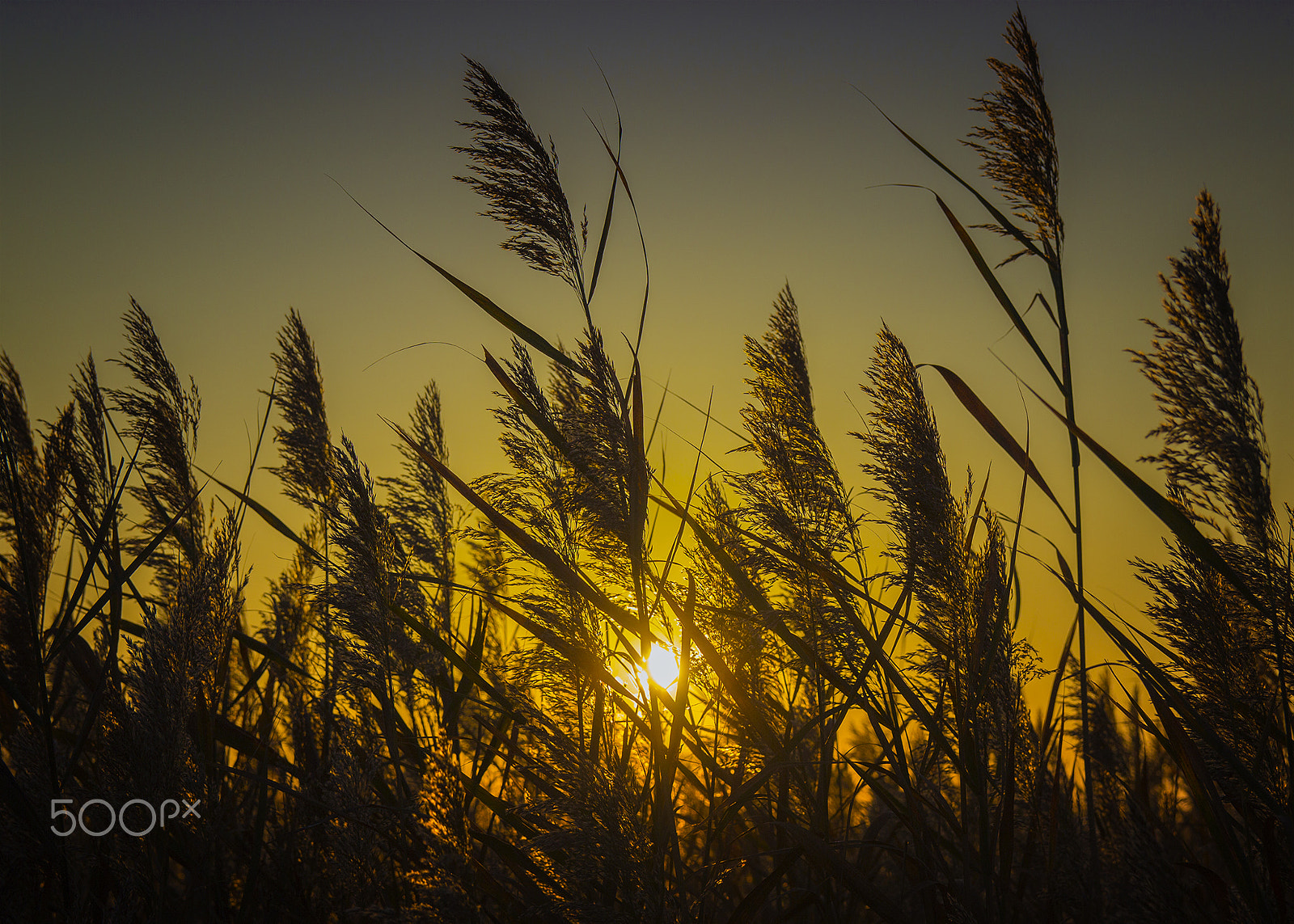 Canon EOS 600D (Rebel EOS T3i / EOS Kiss X5) sample photo. Grass at sunrise - fire island, ny photography