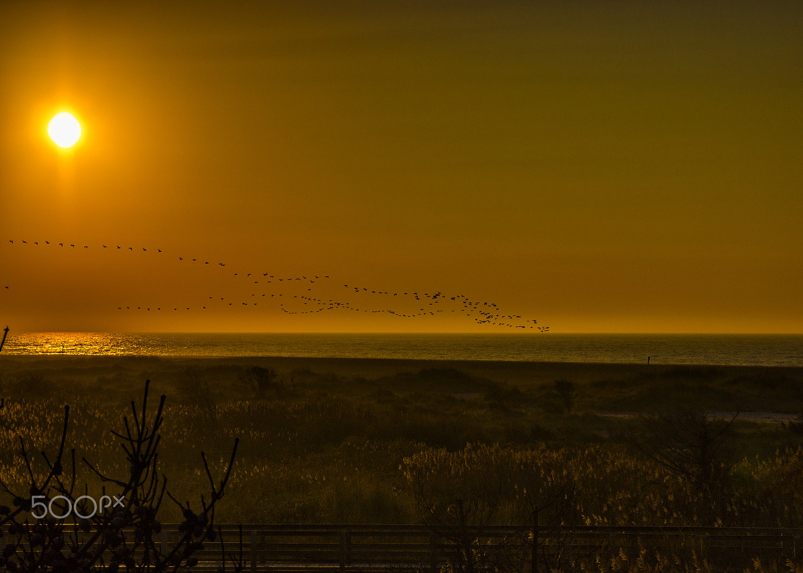 Canon EOS 600D (Rebel EOS T3i / EOS Kiss X5) + Canon EF-S 17-55mm F2.8 IS USM sample photo. Birds at sunrise - fire island, ny photography