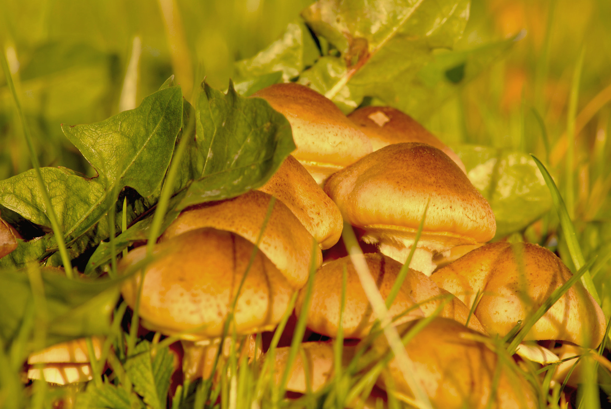Nikon D3000 sample photo. Mushroom in the sun photography