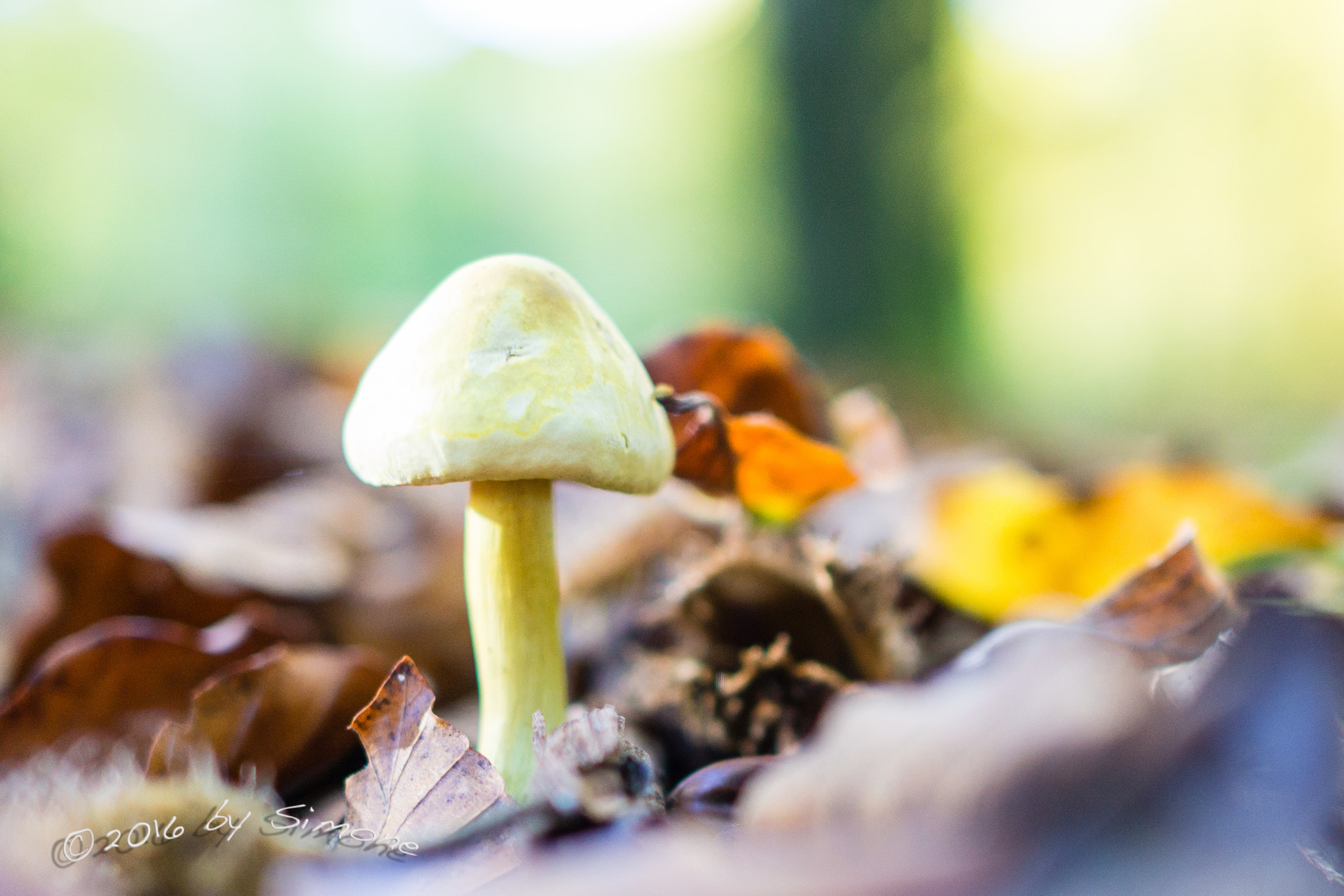 Sony Sonnar T* E 24mm F1.8 ZA sample photo. Pilz im herbstlaub photography