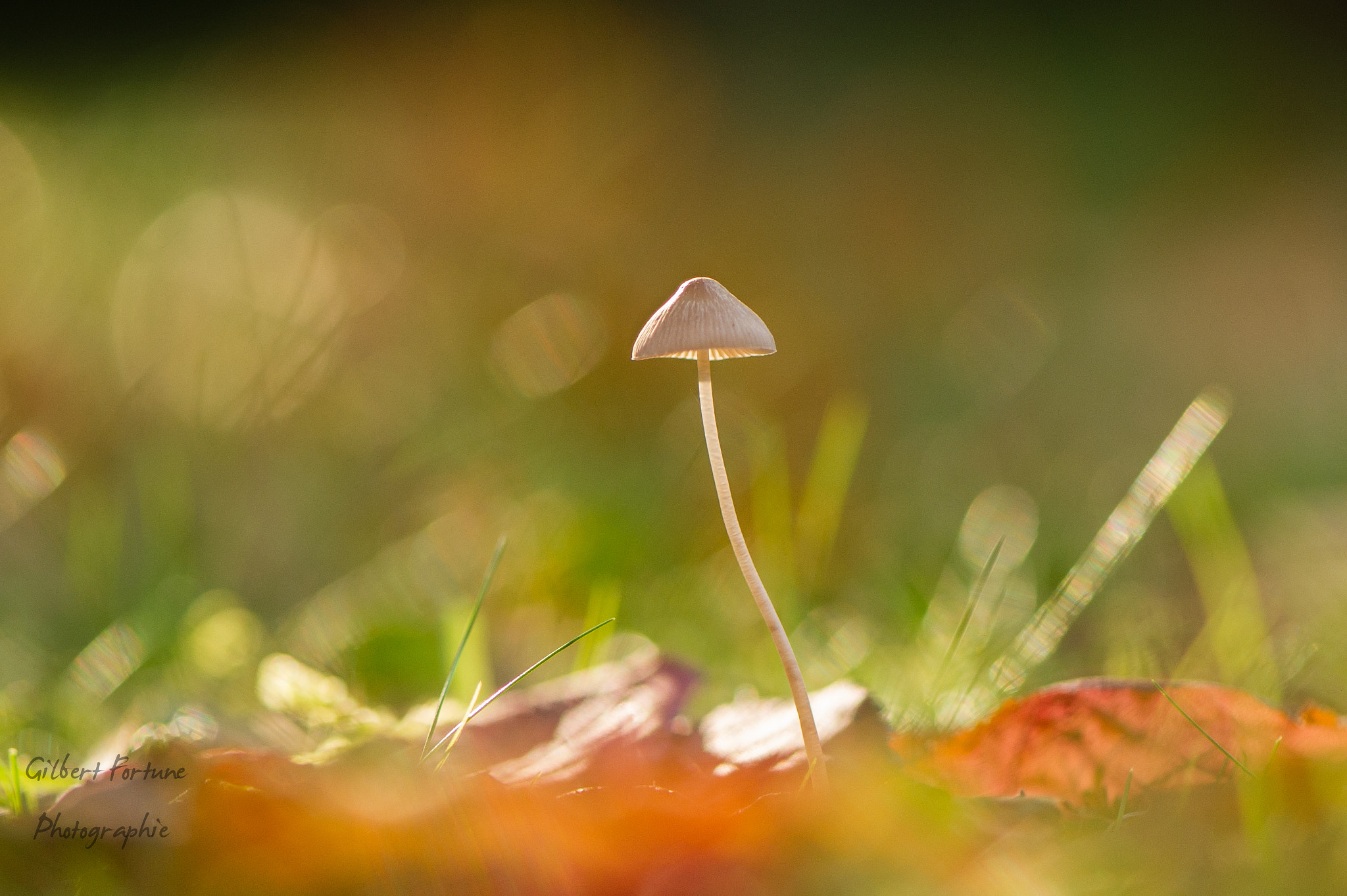 Nikon D3S sample photo. Mushroom atmosphere ii photography