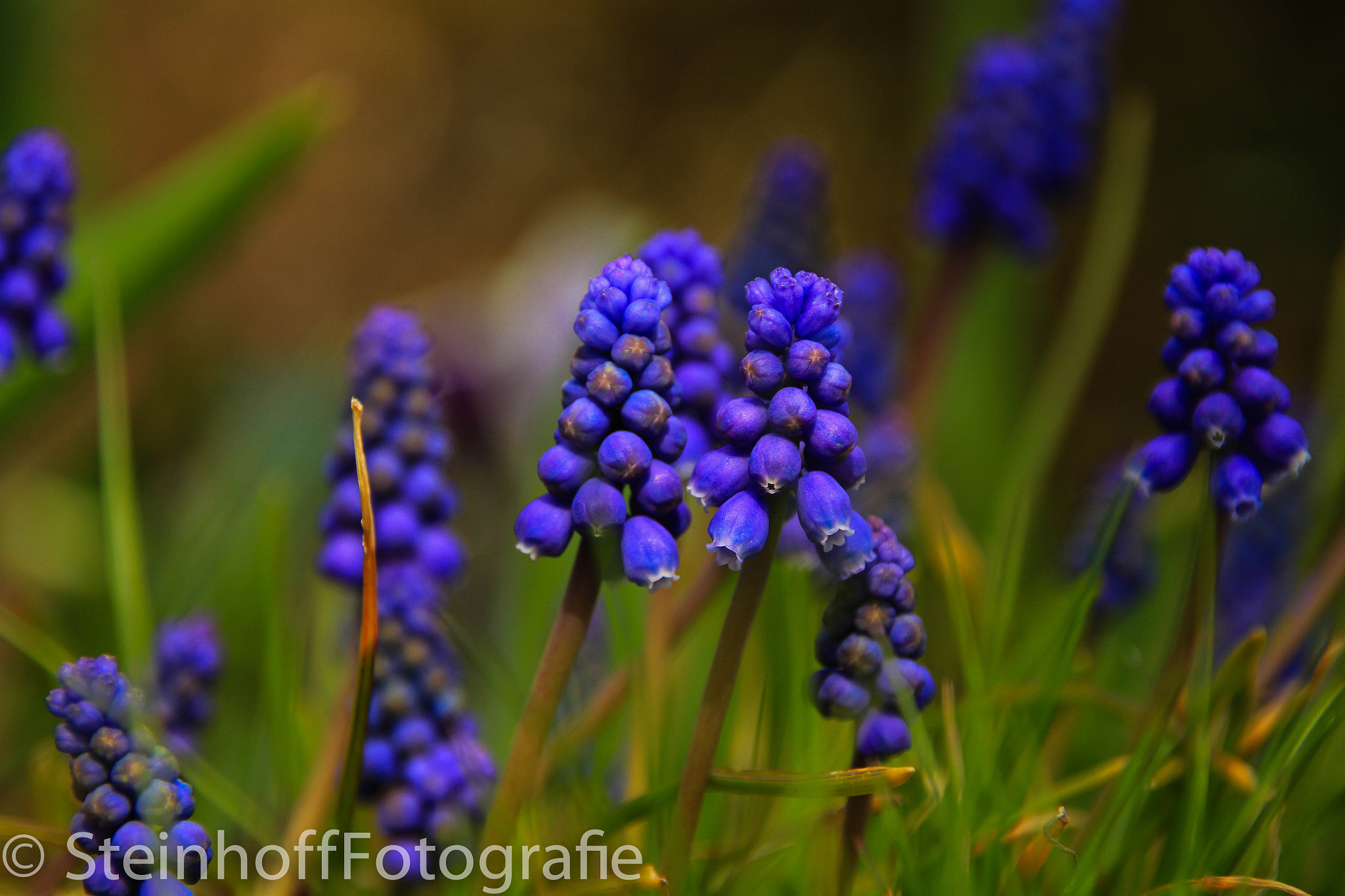 Sigma 18-200mm f/3.5-6.3 DC OS sample photo. Imgl photography