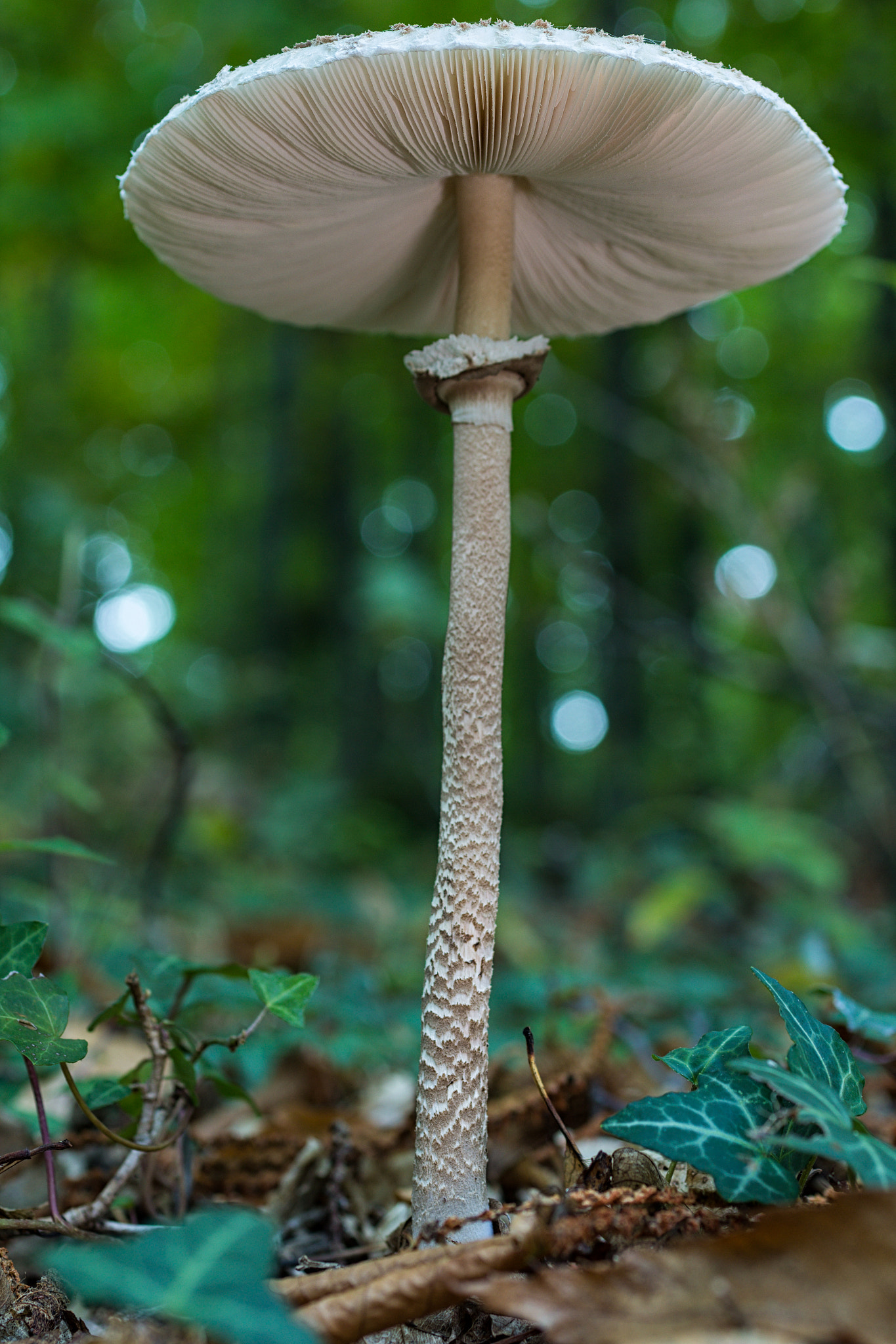 Sigma 50mm f/2.8 EX sample photo. Macrolepiota procera photography