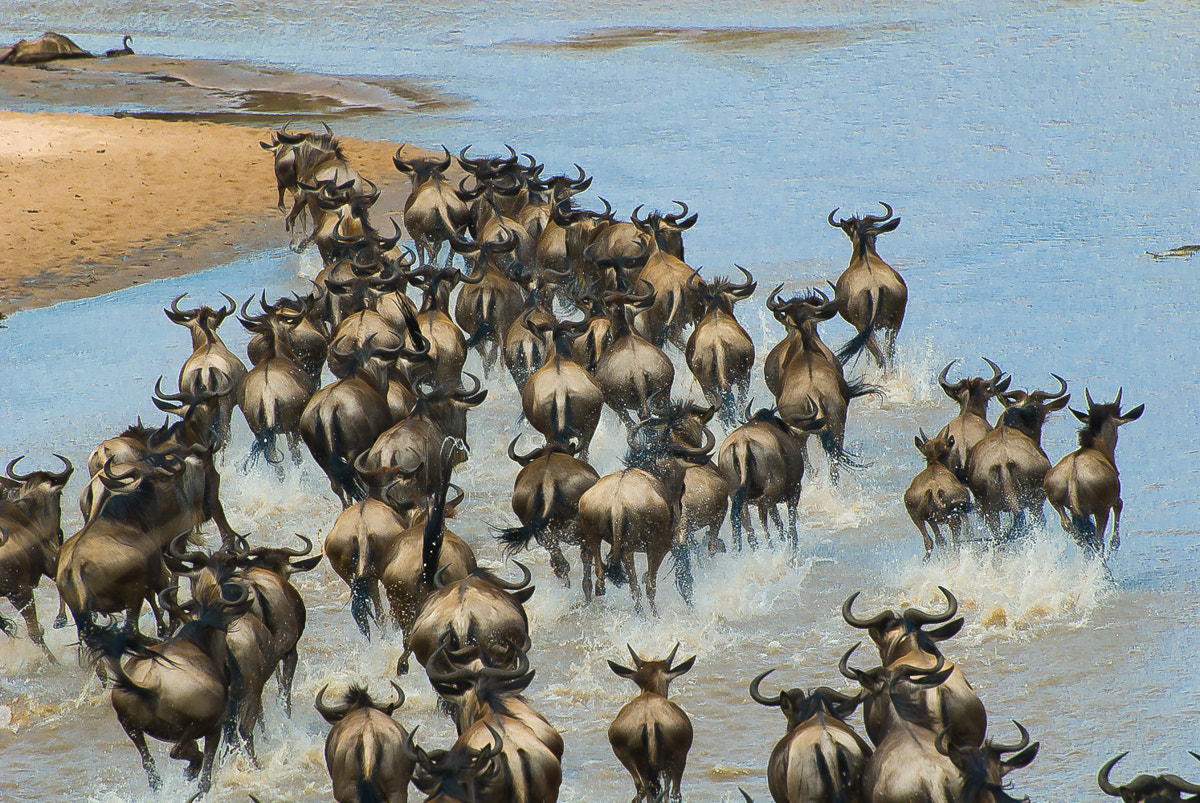 Nikon D200 sample photo. Serengeti migration photography