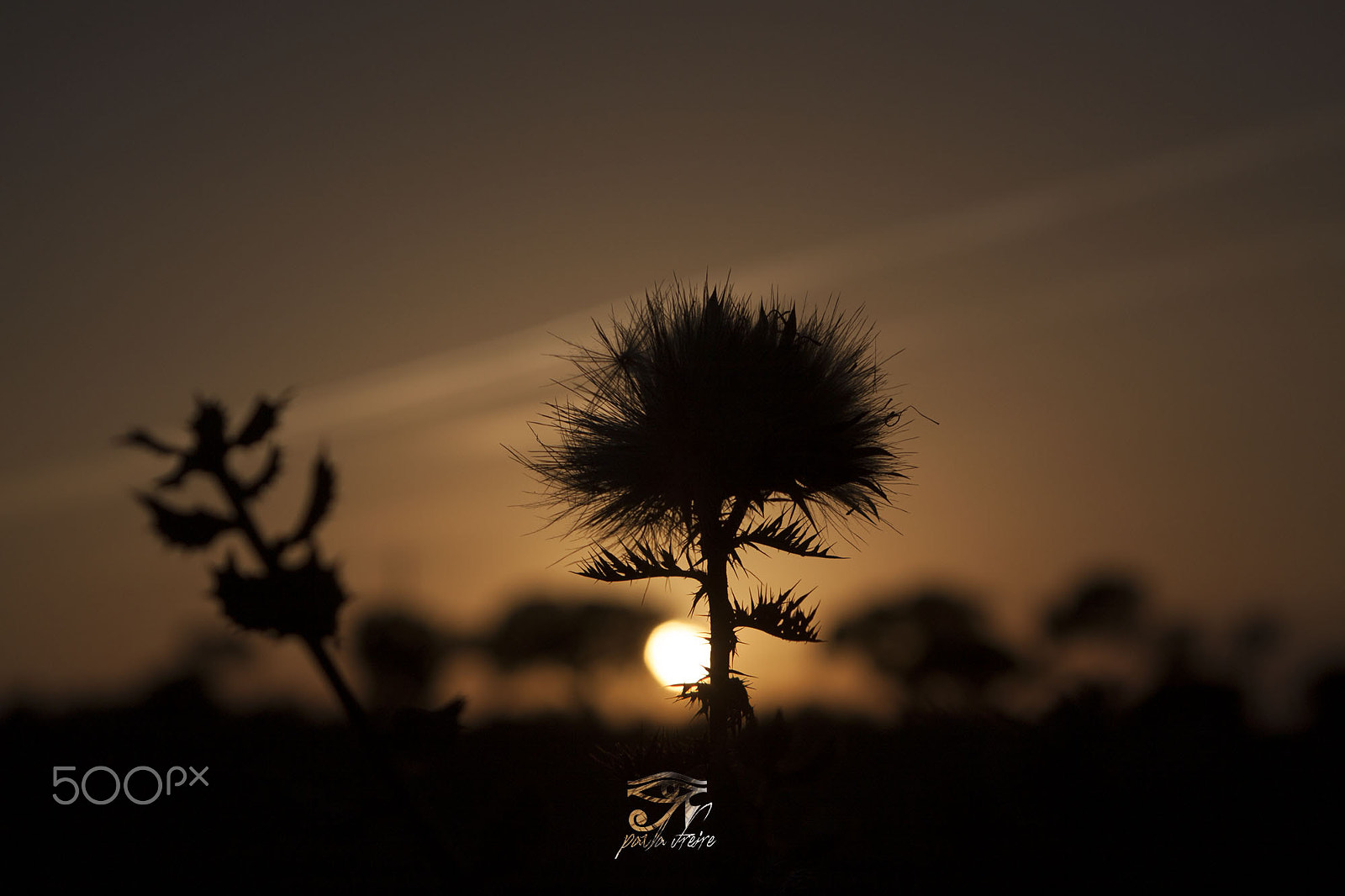 Canon EF 28-105mm f/3.5-4.5 USM sample photo. Cardo photography