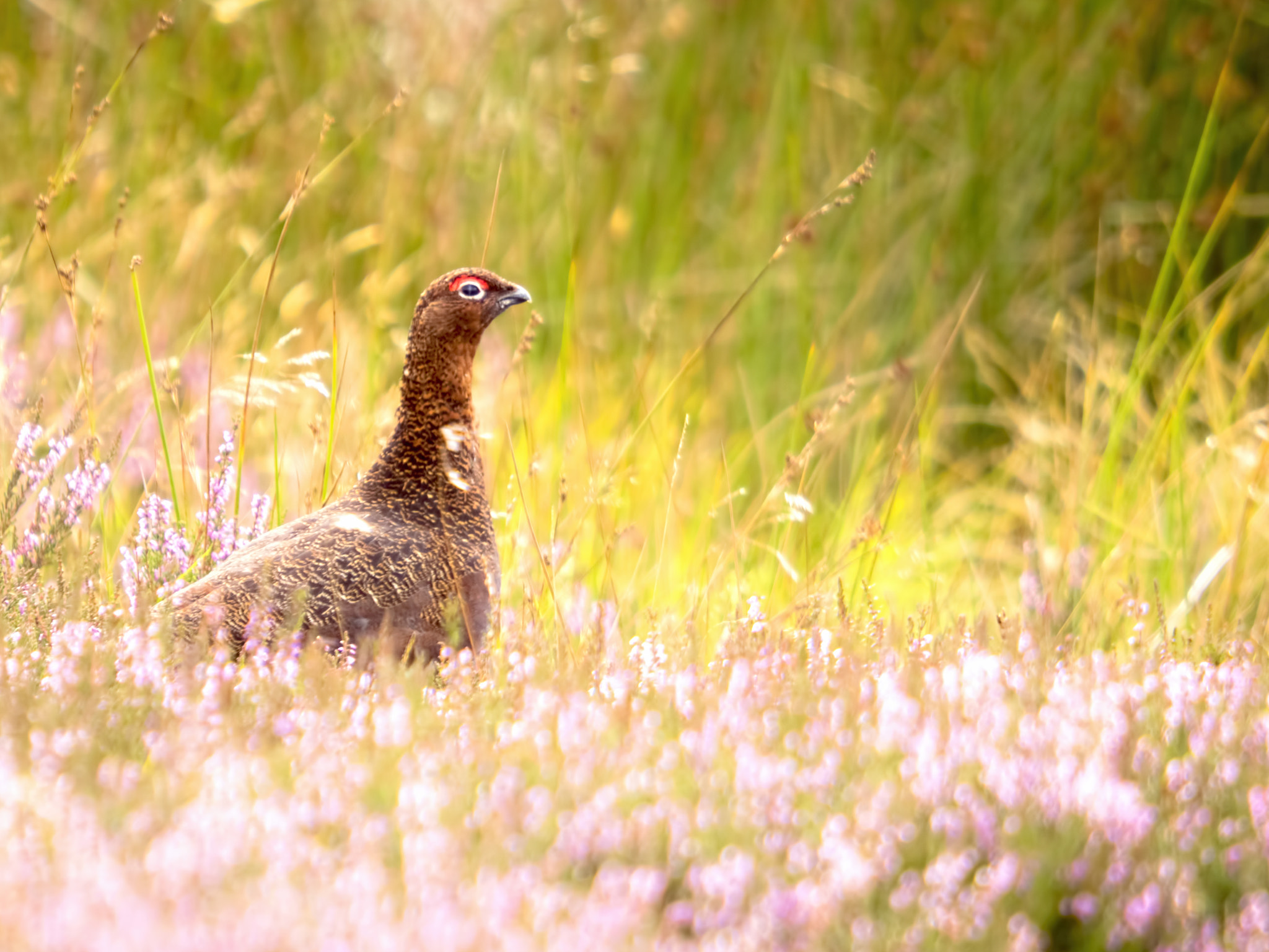 Olympus OM-D E-M5 II + SIGMA 50-500mm F4-6.3 DG HSM sample photo. Red grouse bathed in sunlight photography