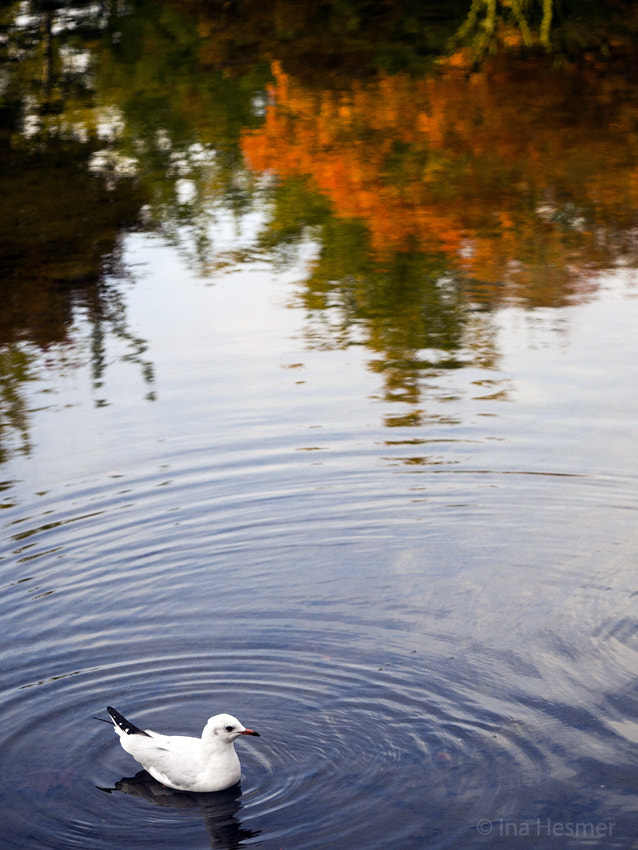 Olympus M.Zuiko Digital ED 60mm F2.8 Macro sample photo. Autumn gull photography