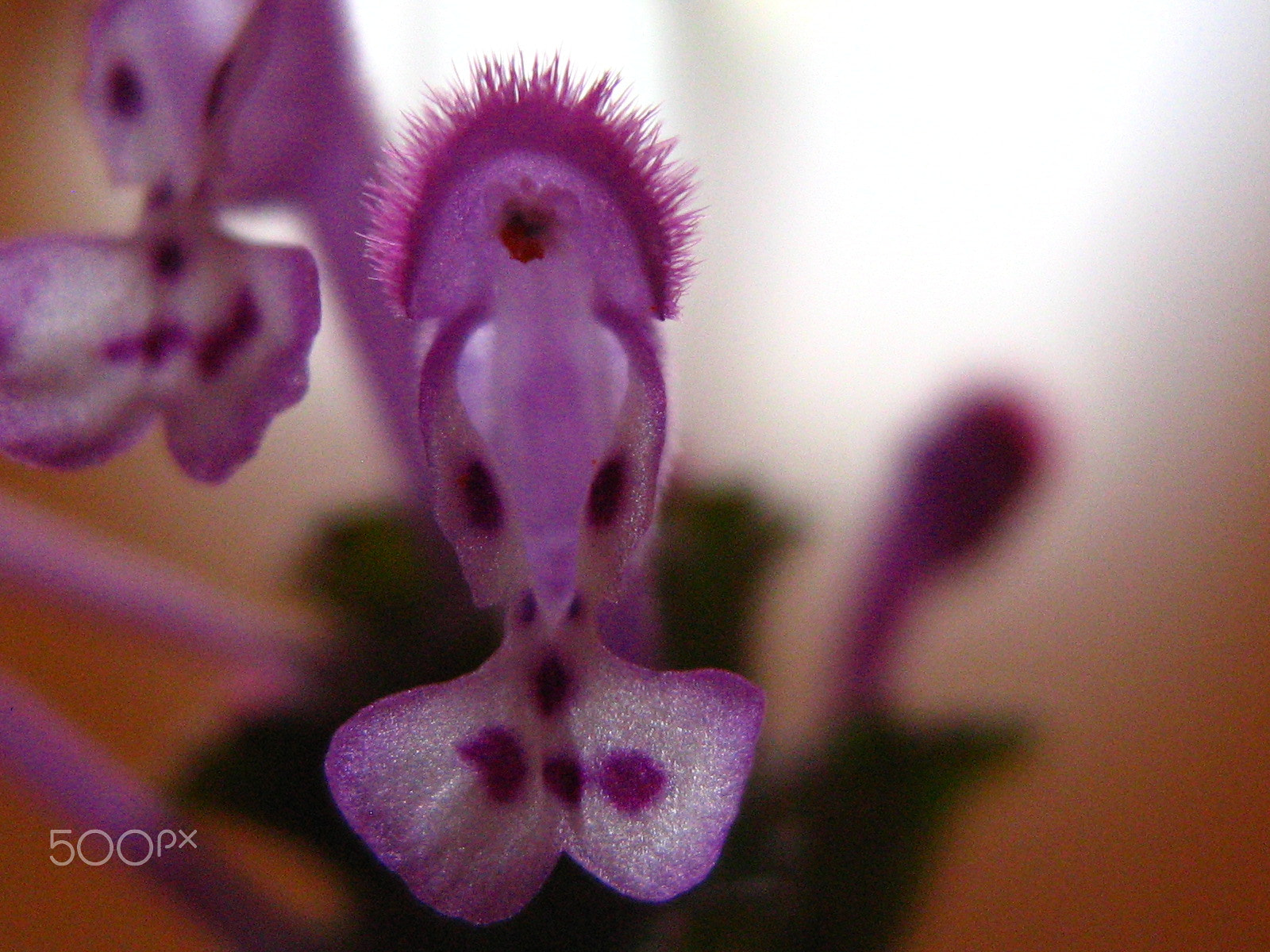 Canon POWERSHOT A450 sample photo. Cute photography