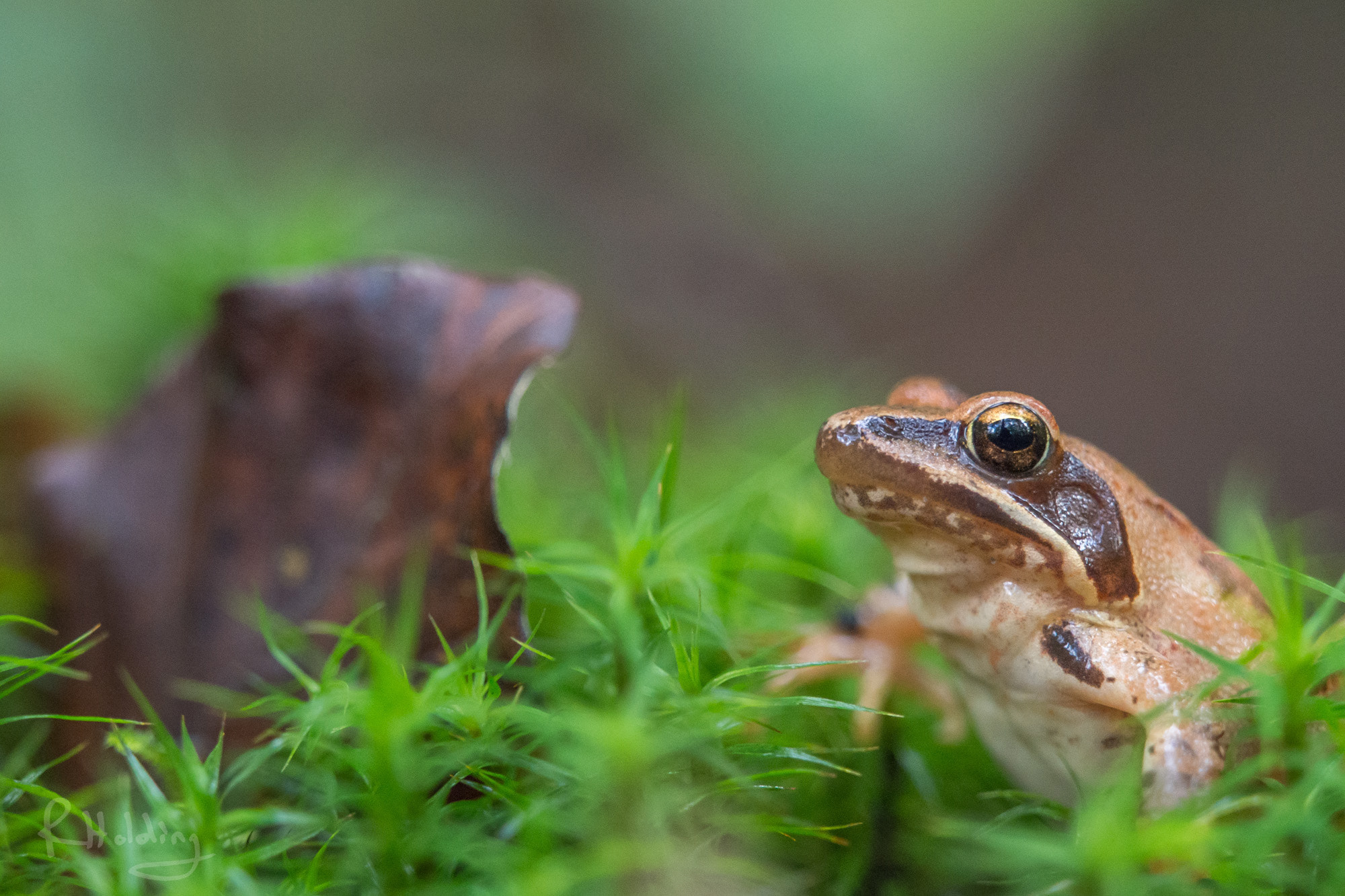 Olympus OM-D E-M10 + Olympus M.Zuiko Digital ED 40-150mm F2.8 Pro sample photo. Grenouille agile photography