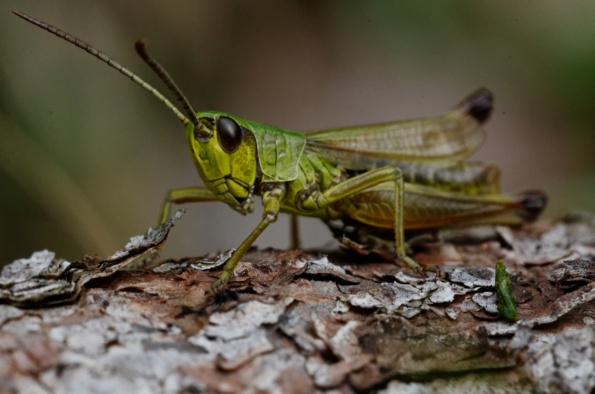 Nikon D7000 + Sigma 150mm F2.8 EX DG OS Macro HSM sample photo. Grashüpfer im wald photography