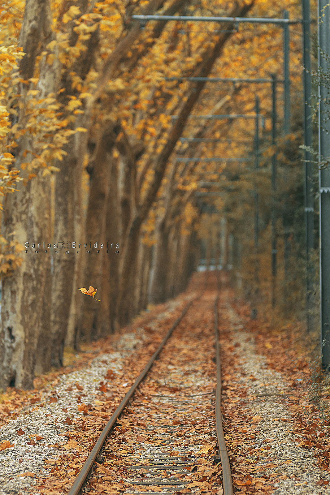 Sigma 70-200mm F2.8 EX DG OS HSM sample photo. Autumn leaves photography