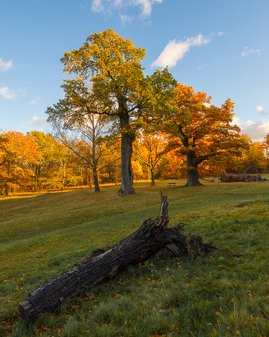 Sigma 20mm F1.4 DG HSM Art sample photo. Untitled photography