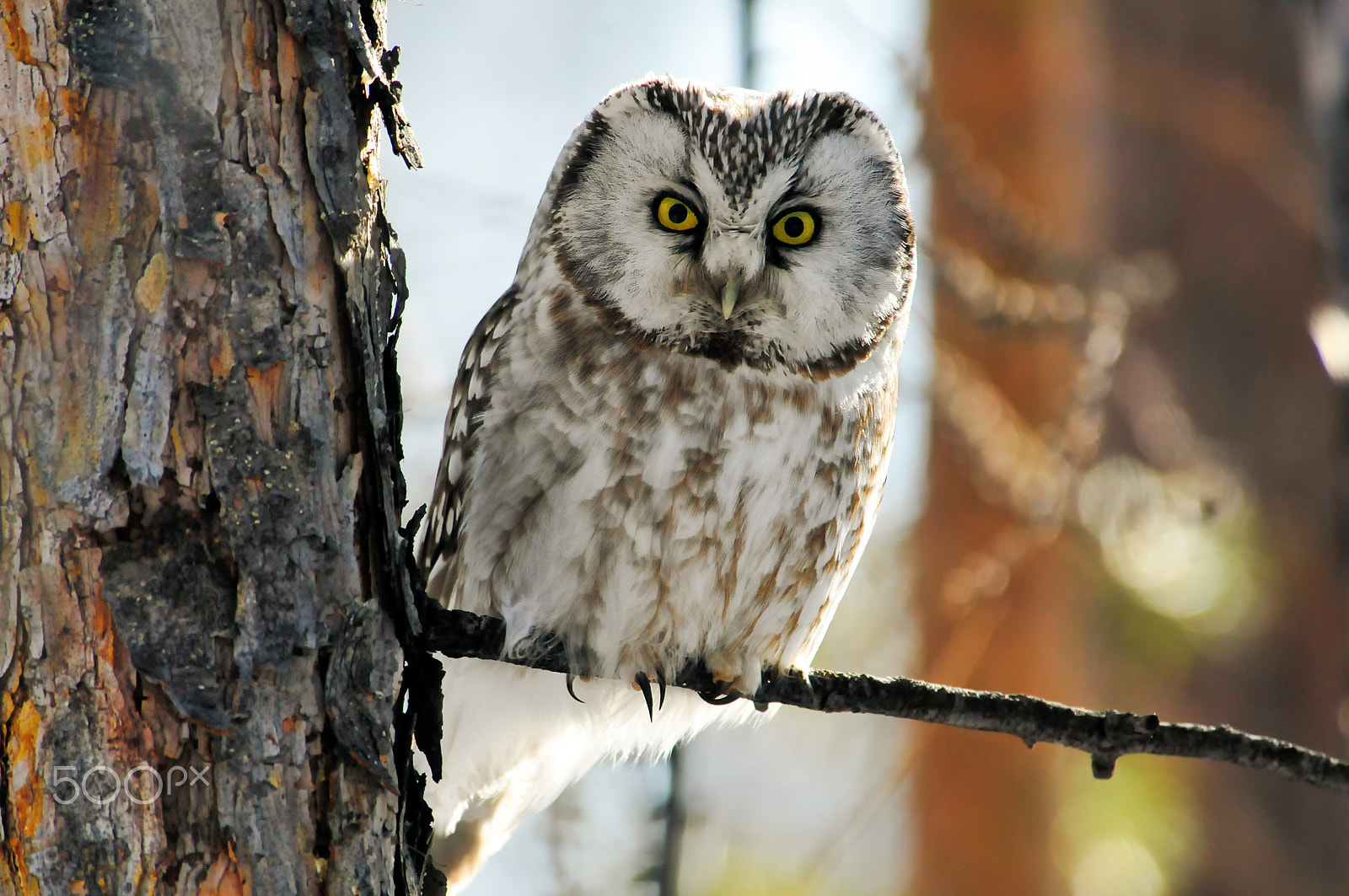 Nikon D300 sample photo. Gray owl with big yellow eyes photography
