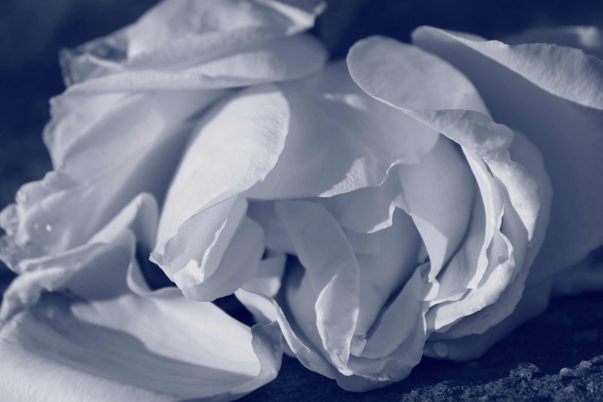 Canon EF-S 55-250mm F4-5.6 IS II sample photo. November rose photography