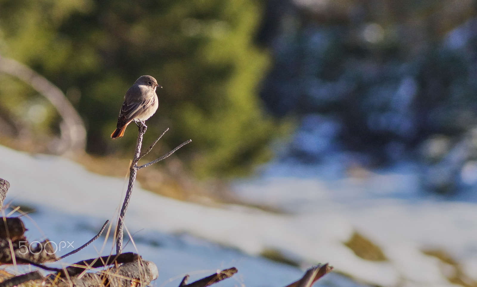 Sony SLT-A58 + Sony DT 55-200mm F4-5.6 SAM sample photo. Watching bird photography