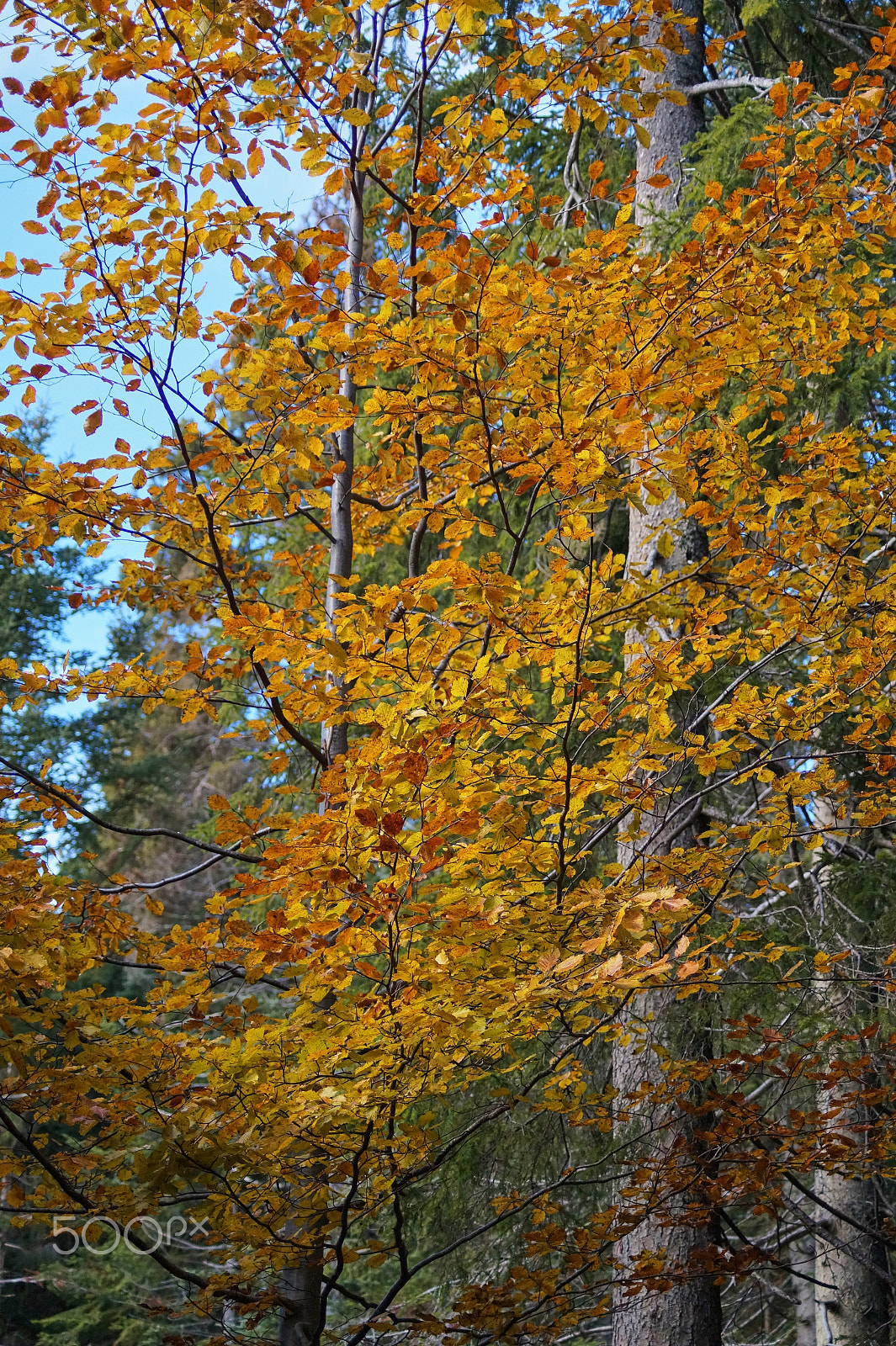 Sony SLT-A58 + Sony DT 55-200mm F4-5.6 SAM sample photo. Autumn leafs photography