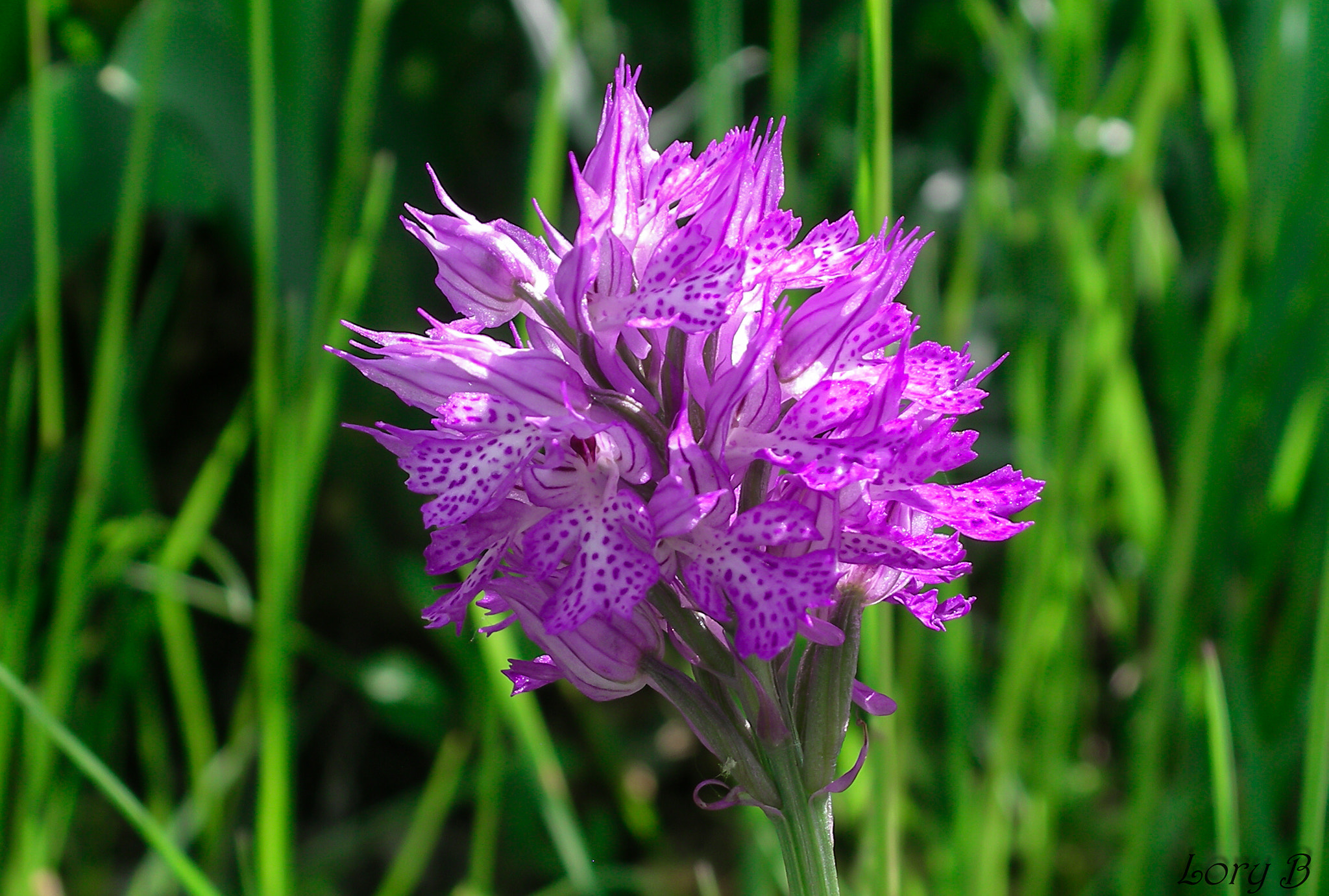 Pentax OPTIO 750Z sample photo. Orchidea selvatica photography