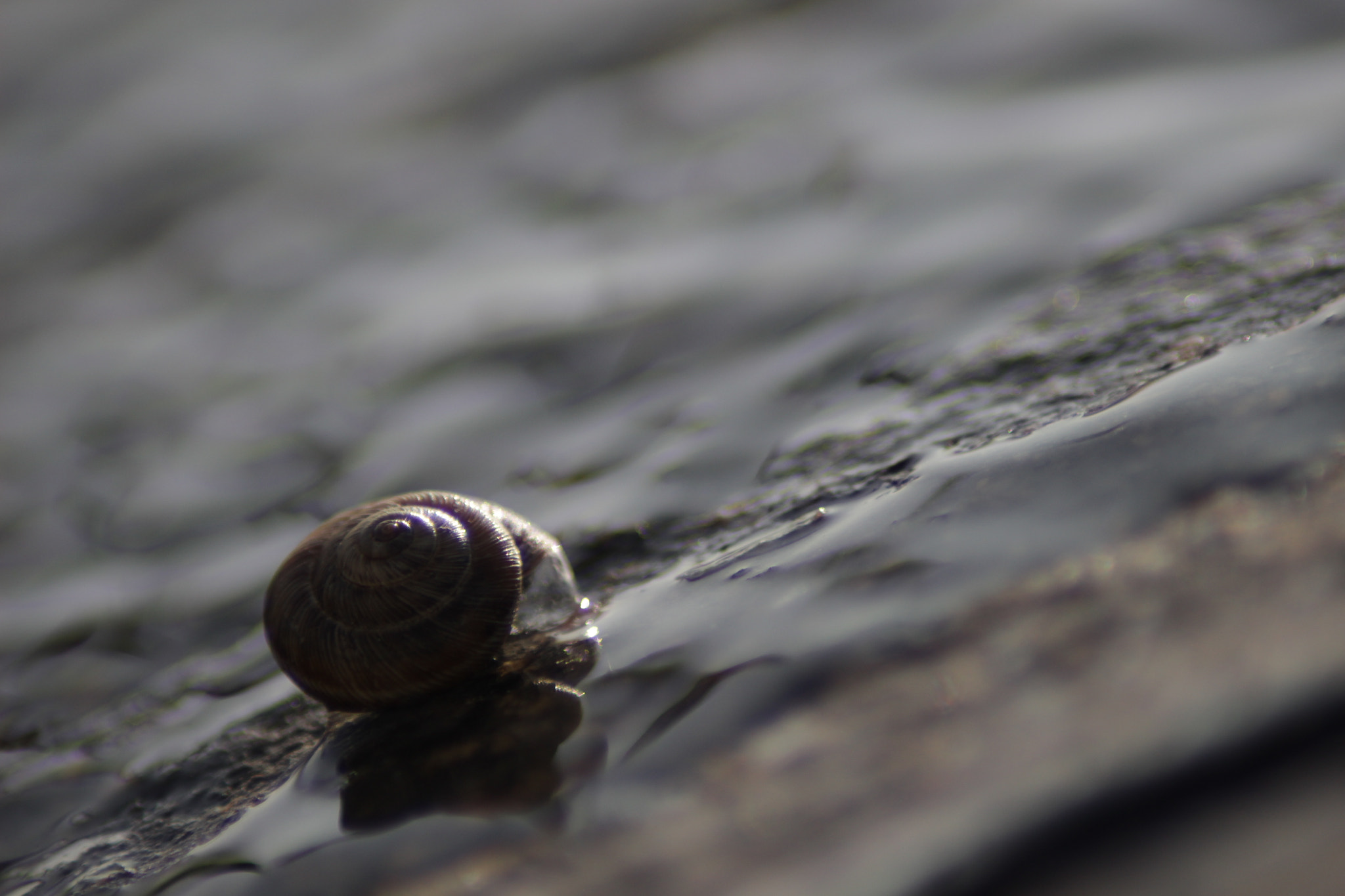 Canon EOS 100D (EOS Rebel SL1 / EOS Kiss X7) sample photo. Little snail photography