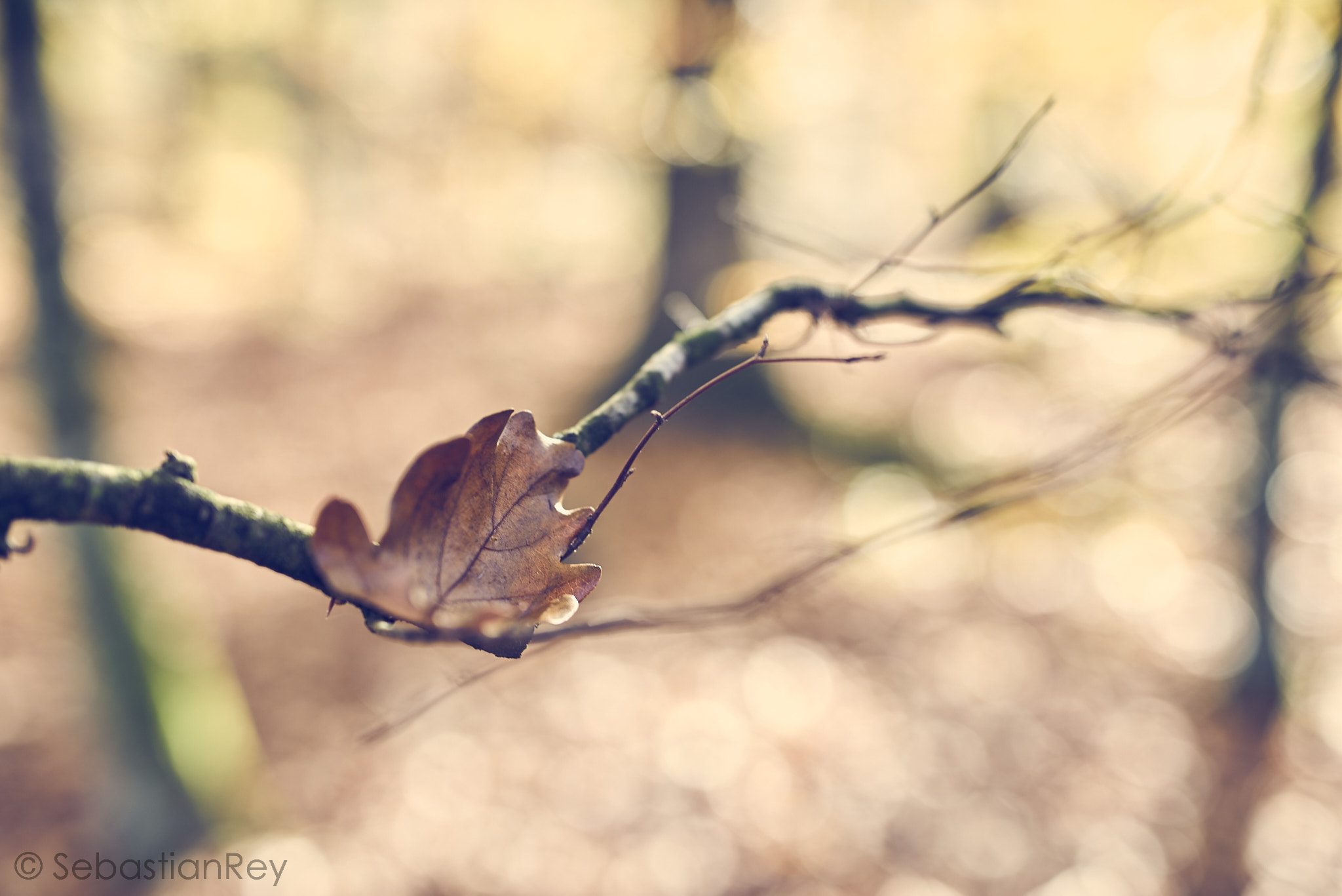 Sony a7R + Minolta AF 50mm F1.4 [New] sample photo. Sleeping beauty photography