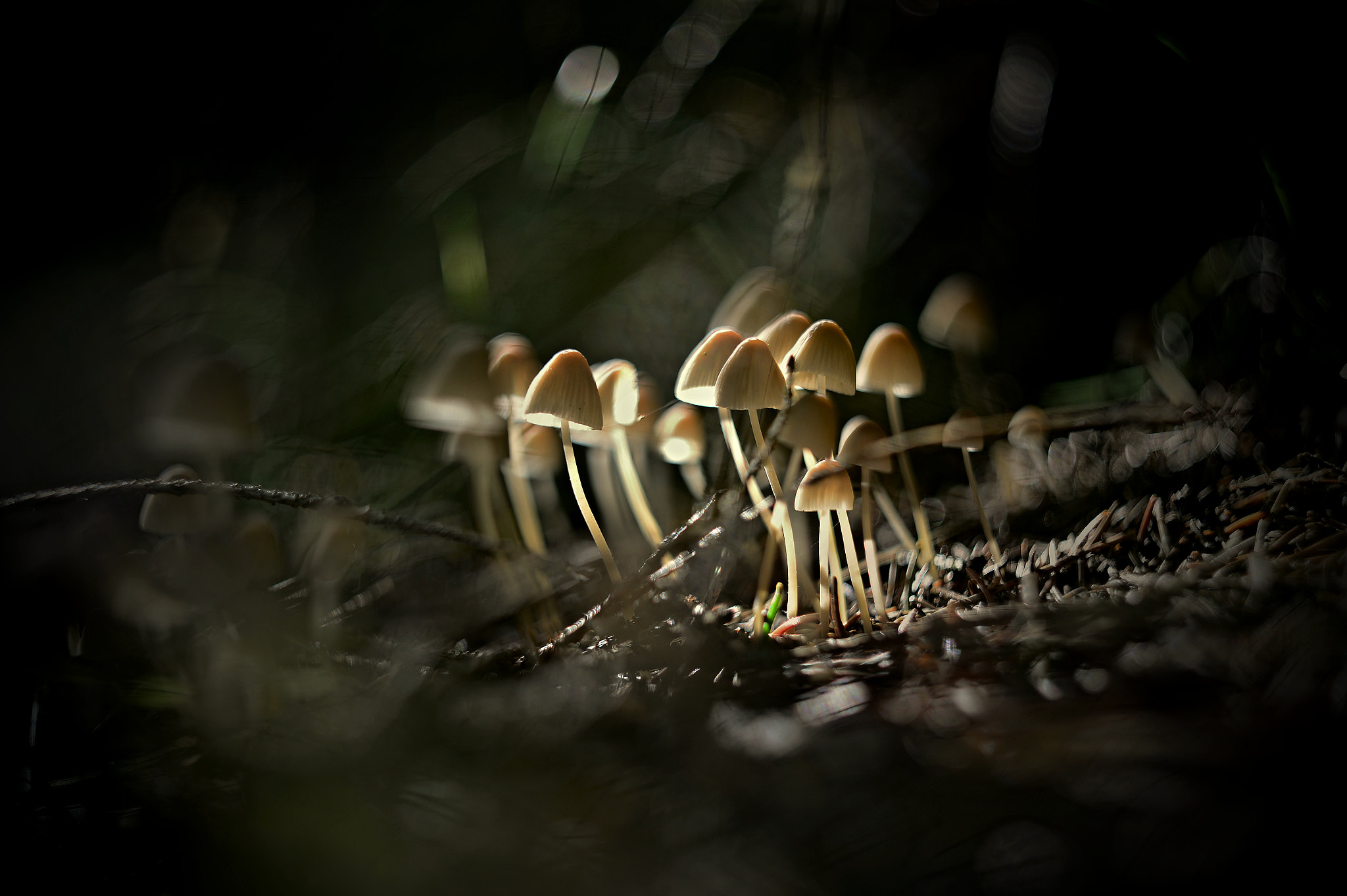 Nikon Df + Manual Lens No CPU sample photo. Mushroom photography