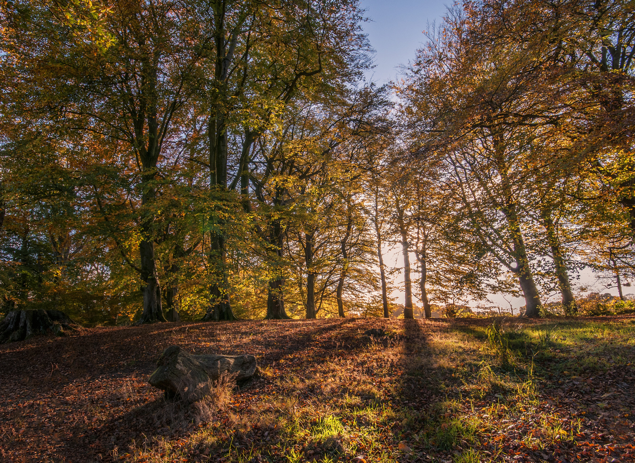 Nikon D300S sample photo. Autumn woodland photography