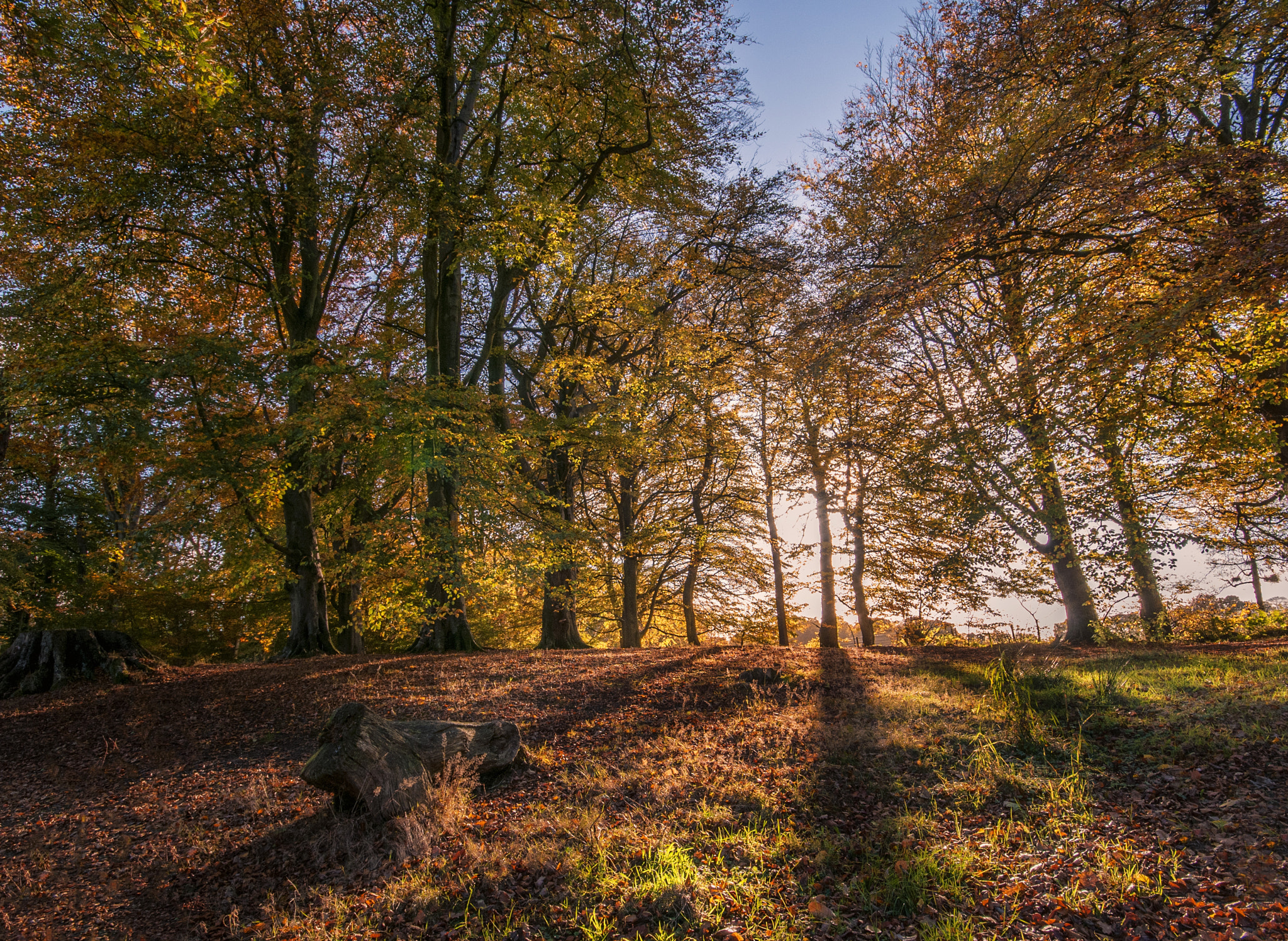 Sigma 10-20mm F4-5.6 EX DC HSM sample photo. Autumn woodland photography