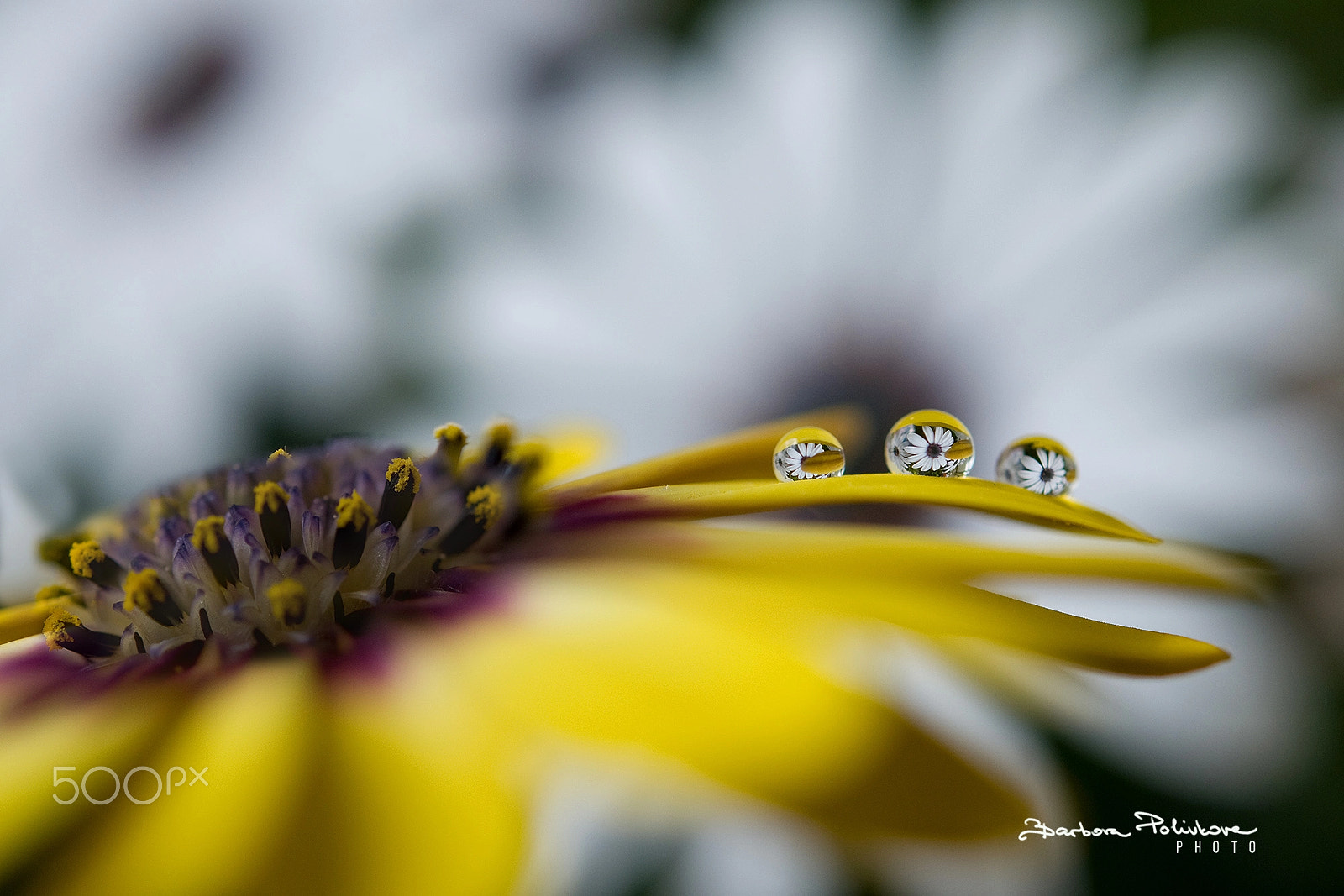 Nikon AF-S Micro-Nikkor 60mm F2.8G ED sample photo. Tiny secrets photography
