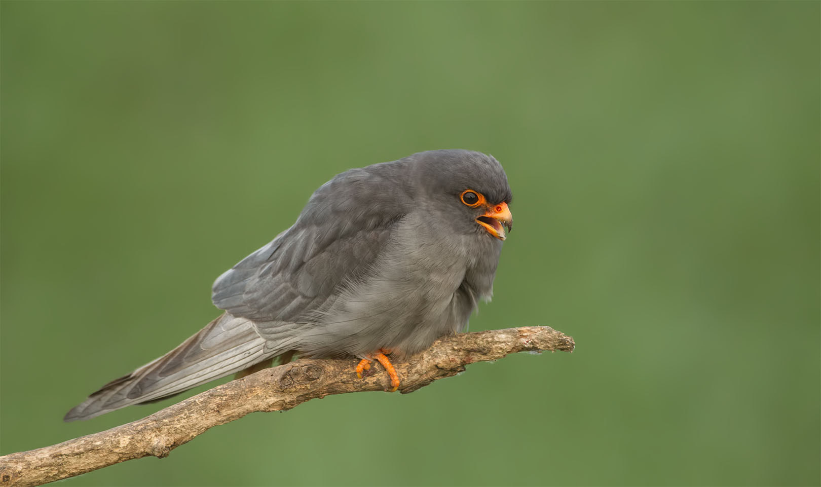 Canon EF 500mm F4L IS USM sample photo. Red footed falcon photography