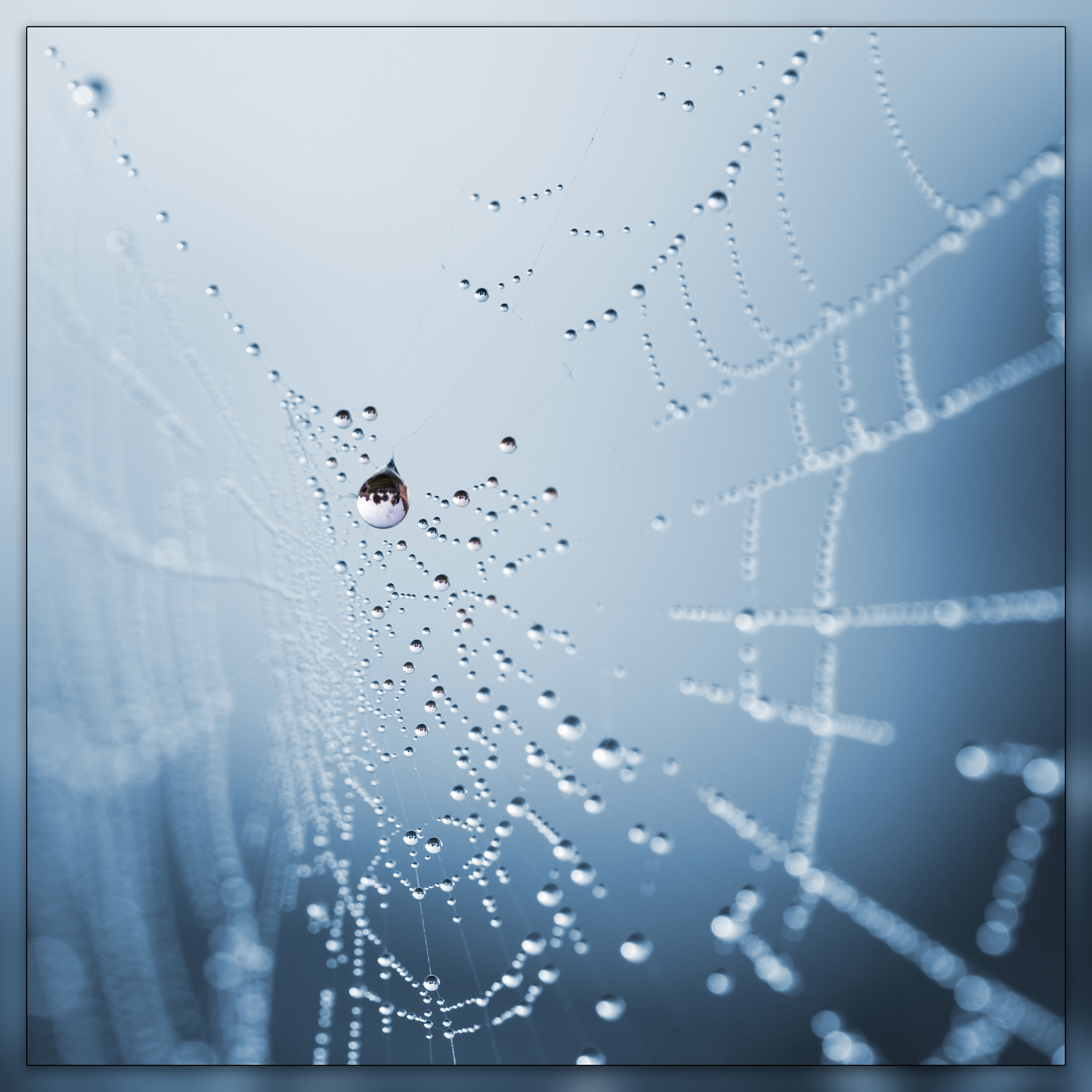 Nikon D300 + Sigma 150mm F2.8 EX DG OS Macro HSM sample photo. Broken spiderweb photography