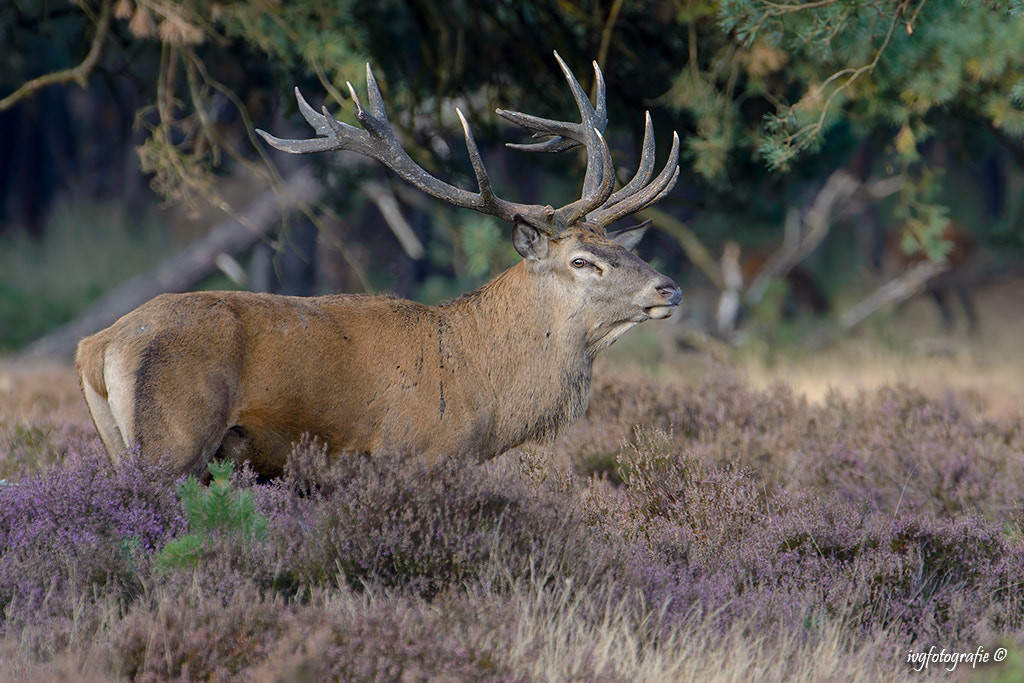 Nikon D610 + Nikon AF-S Nikkor 500mm F4G ED VR sample photo. Red deer photography