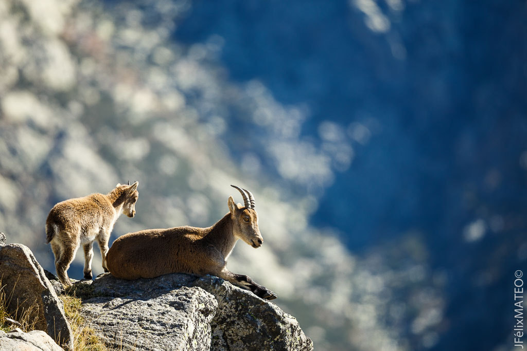 Canon EOS 6D + Canon EF 500mm F4L IS II USM sample photo. (c) cabra montés photography