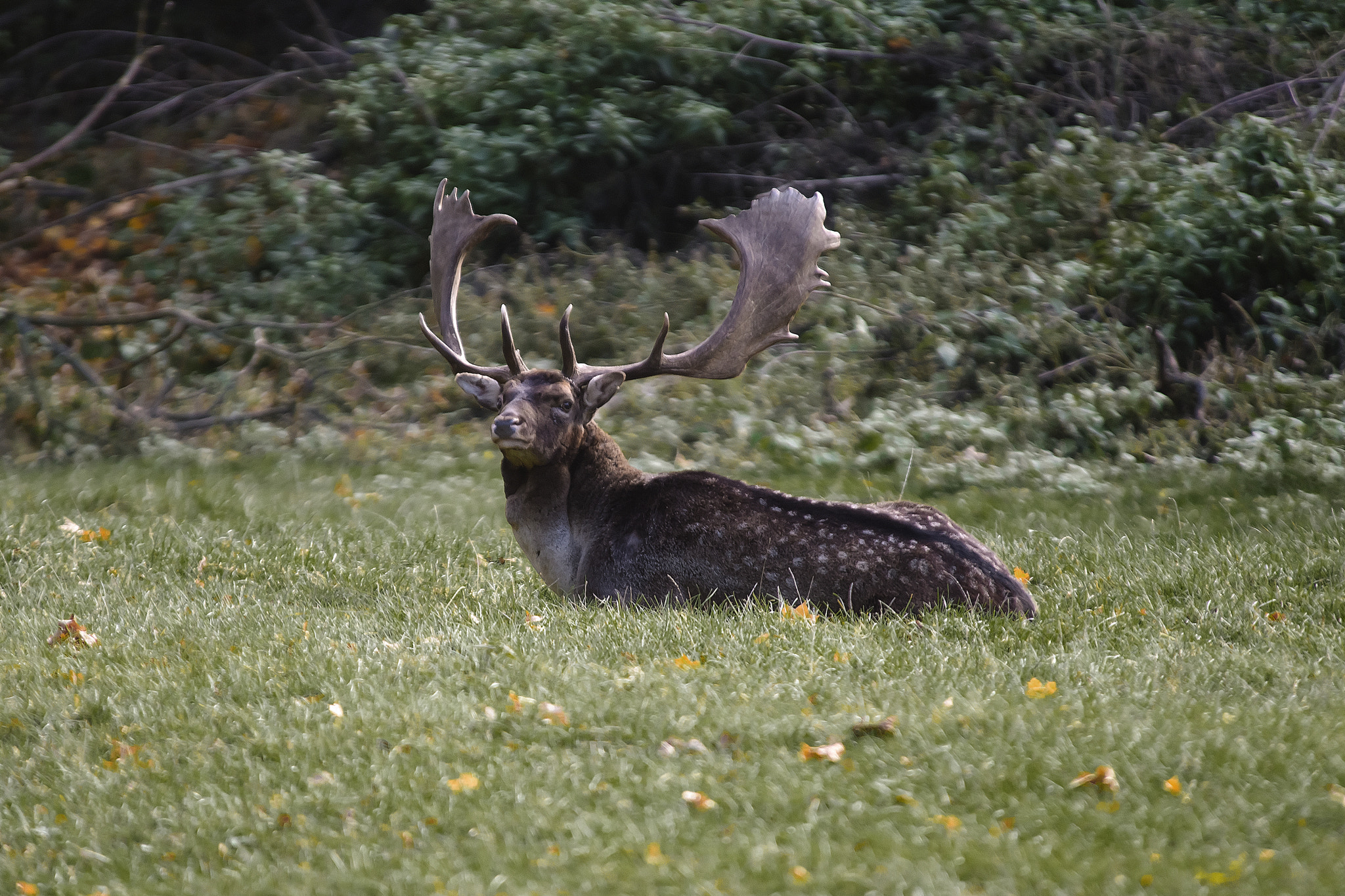 Nikon D4S sample photo. Rest... photography