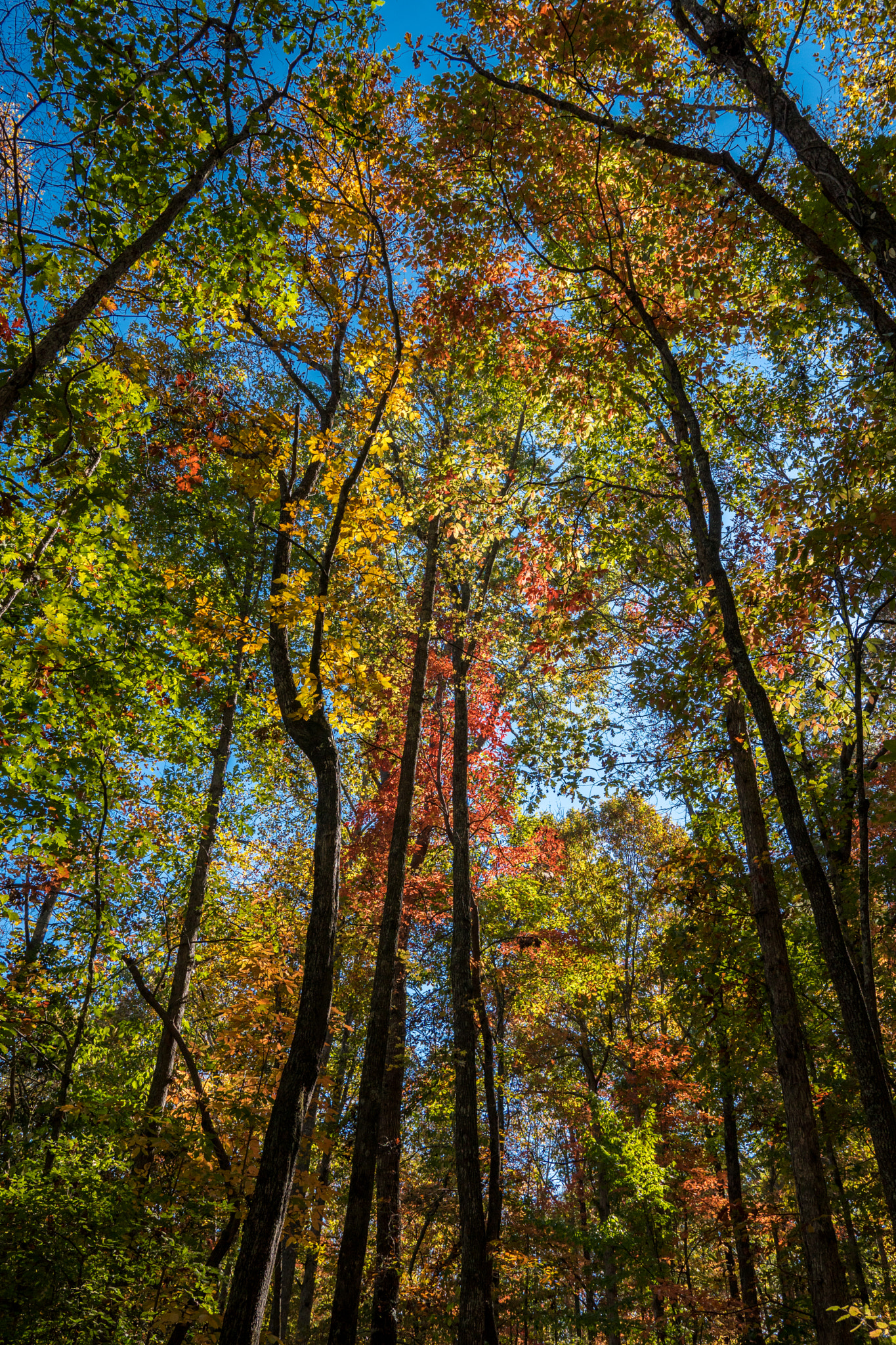 Sony a6300 + 18-35mm F1.8 DC HSM | Art 013 sample photo. The colors of fall photography