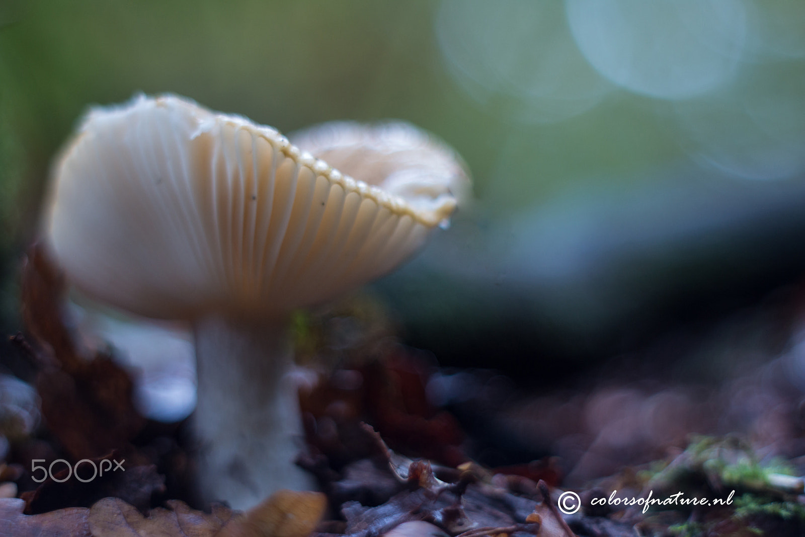 Canon EF 35-80mm f/4-5.6 sample photo. Clean and fresh photography