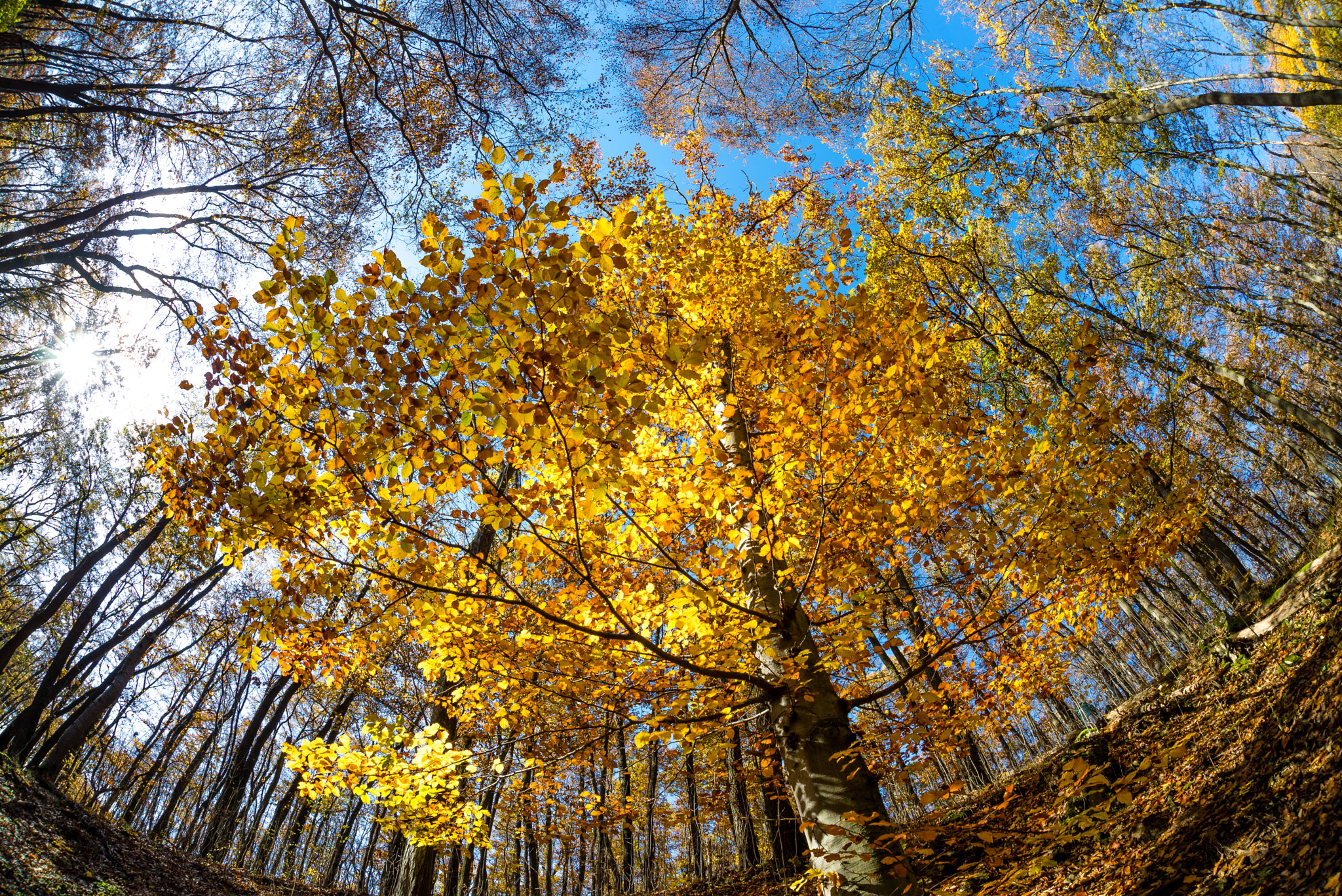 Nikon D600 + Sigma 15mm F2.8 EX DG Diagonal Fisheye sample photo. Round forest photography