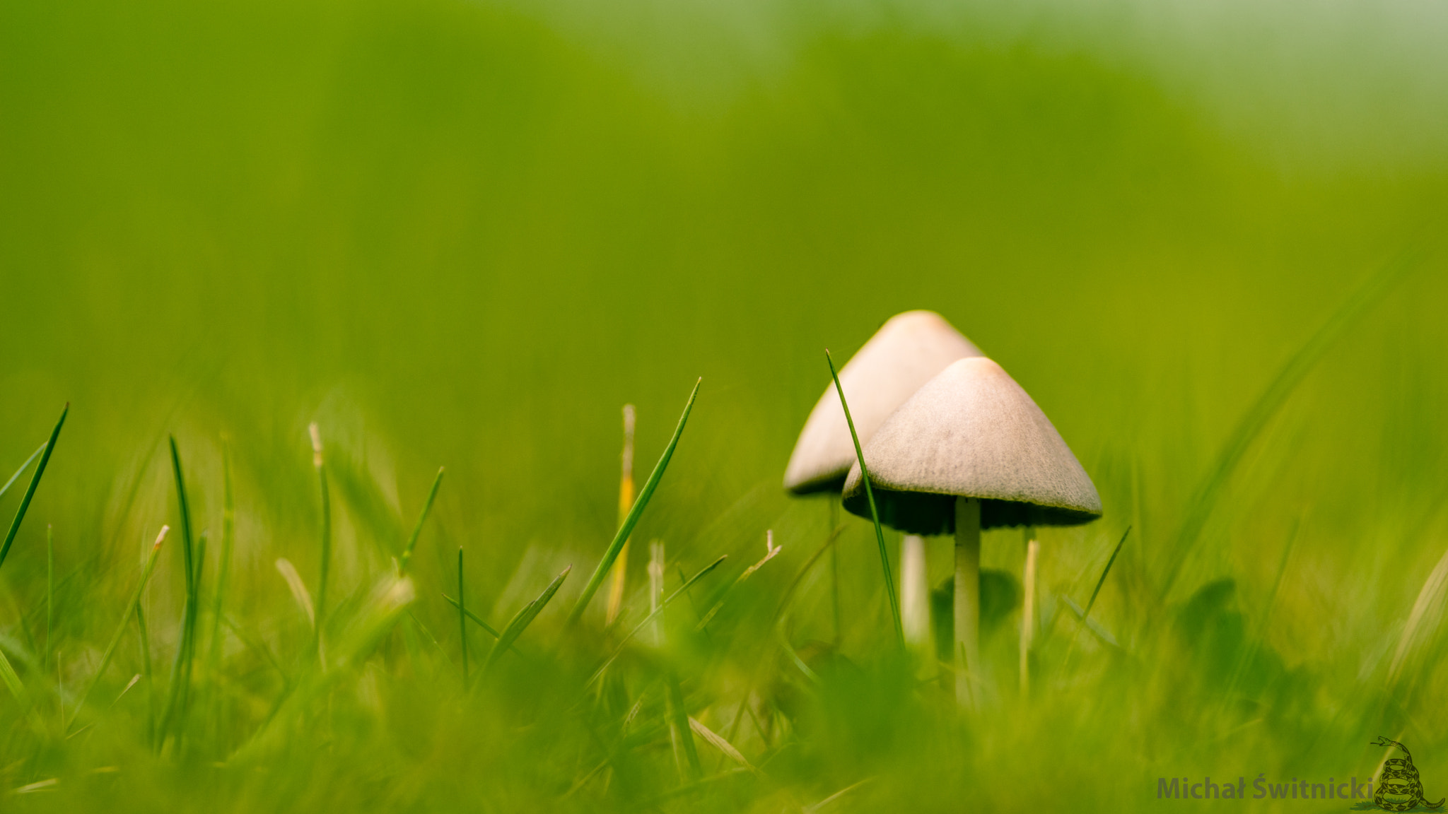 Pentax smc DA* 300mm F4.0 ED (IF) SDM sample photo. Funghi hunt photography