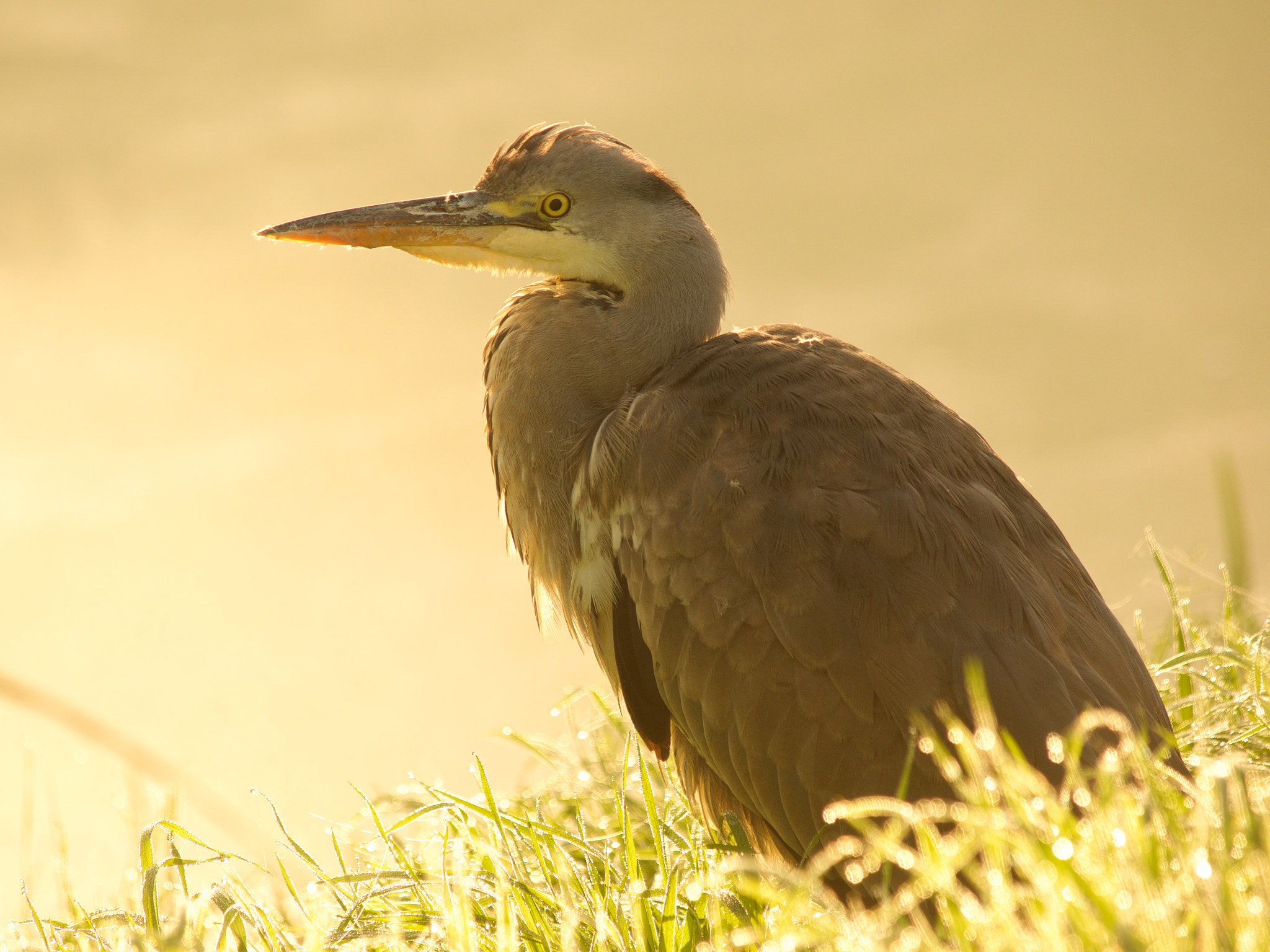 Olympus OM-D E-M1 sample photo. Grey heron photography